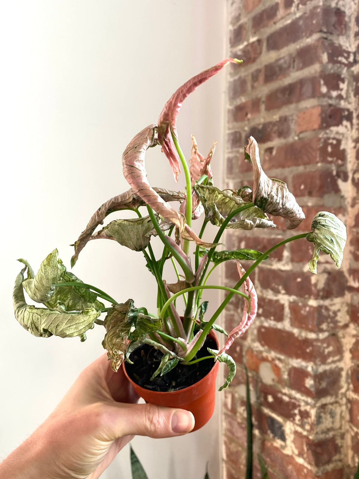 Syngonium Pink Rolli 3” Pot (Grower’s Choice)