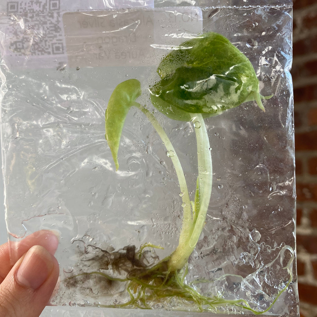 Alocasia Silver Dragon Aurea TCS 105
