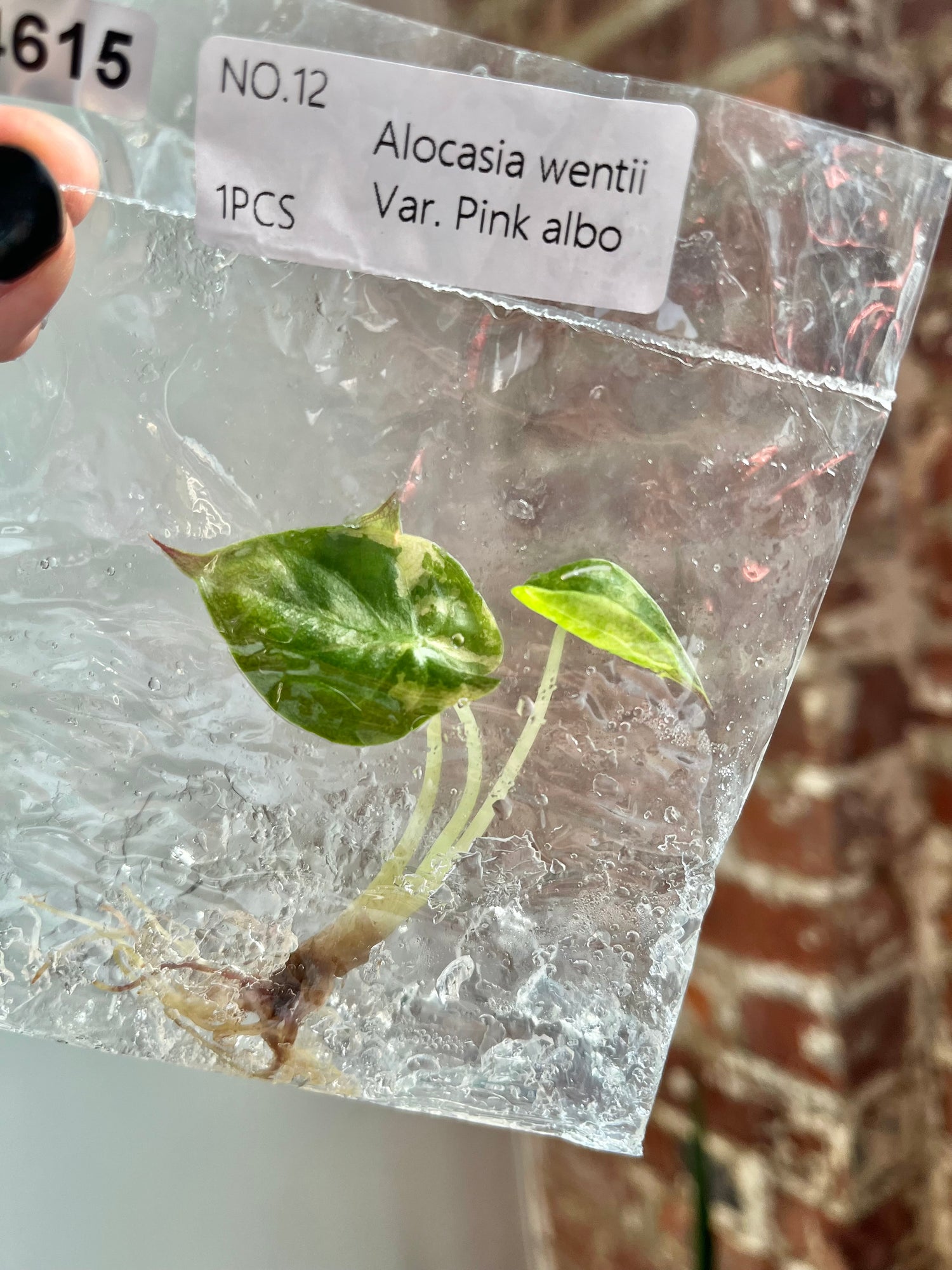 Alocasia Wentii Albo Pink TCS 4615