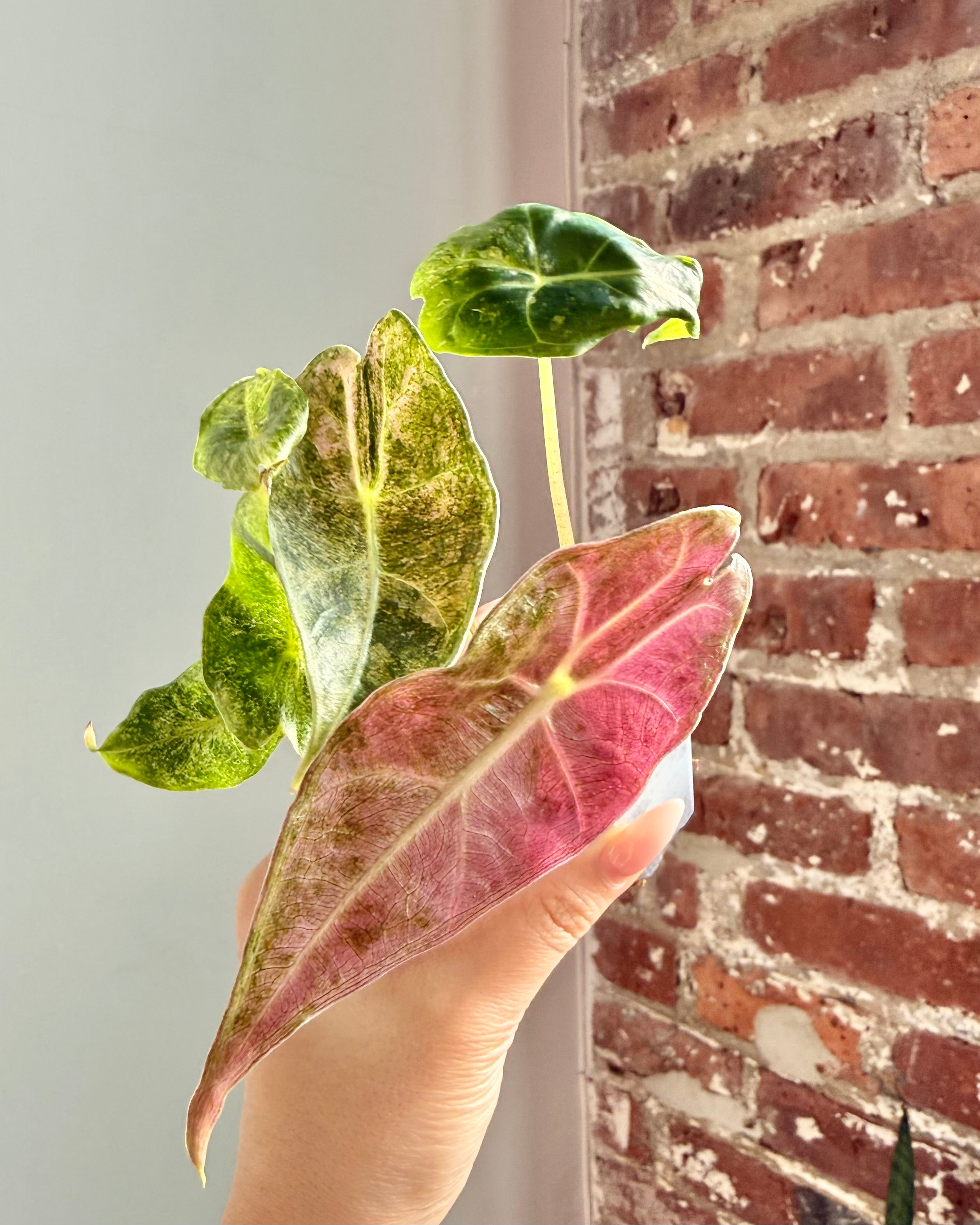 Products – Page 2 – PlantTheStudio