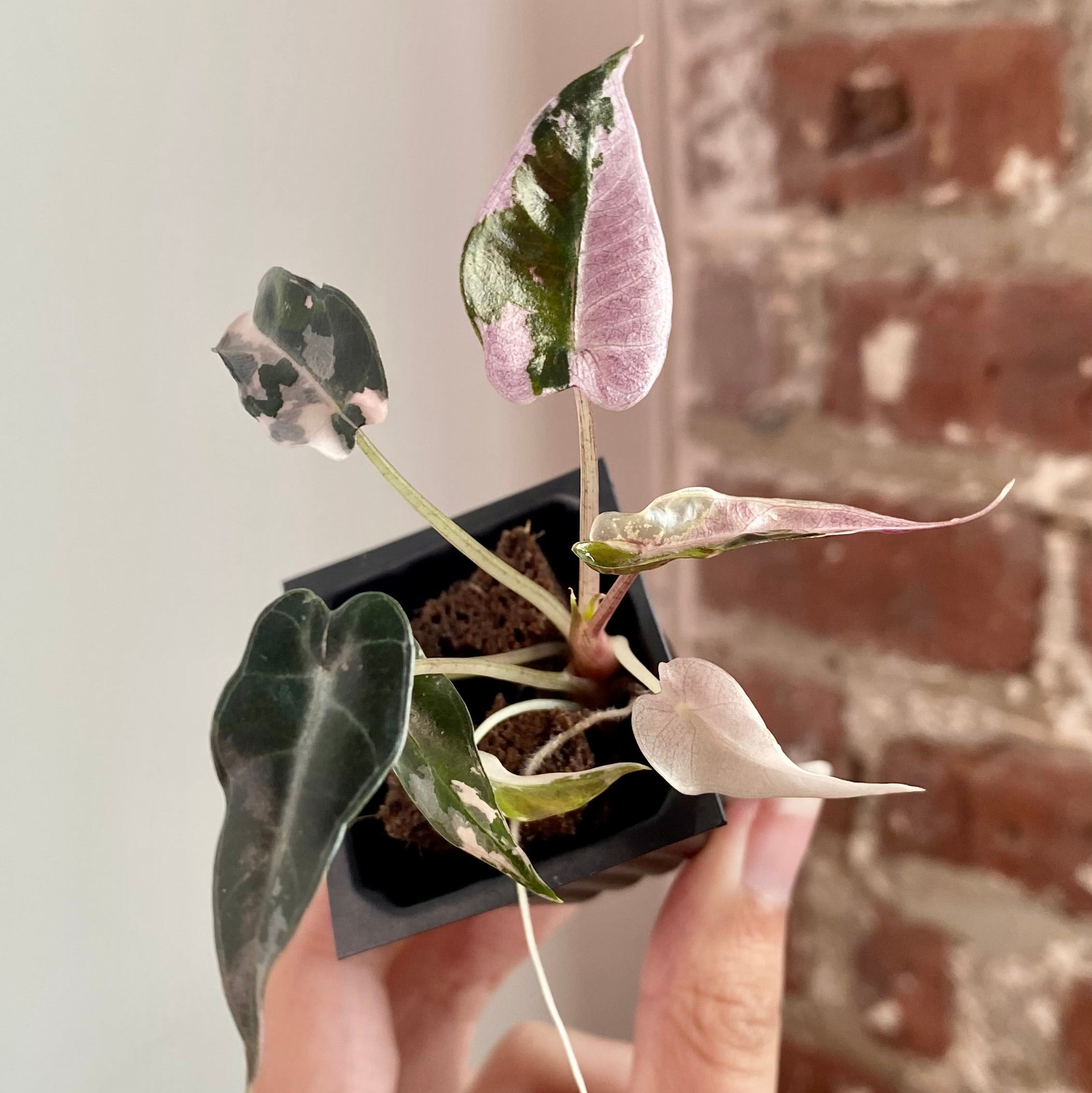 Alocasia Bambino Albo Pink  8929