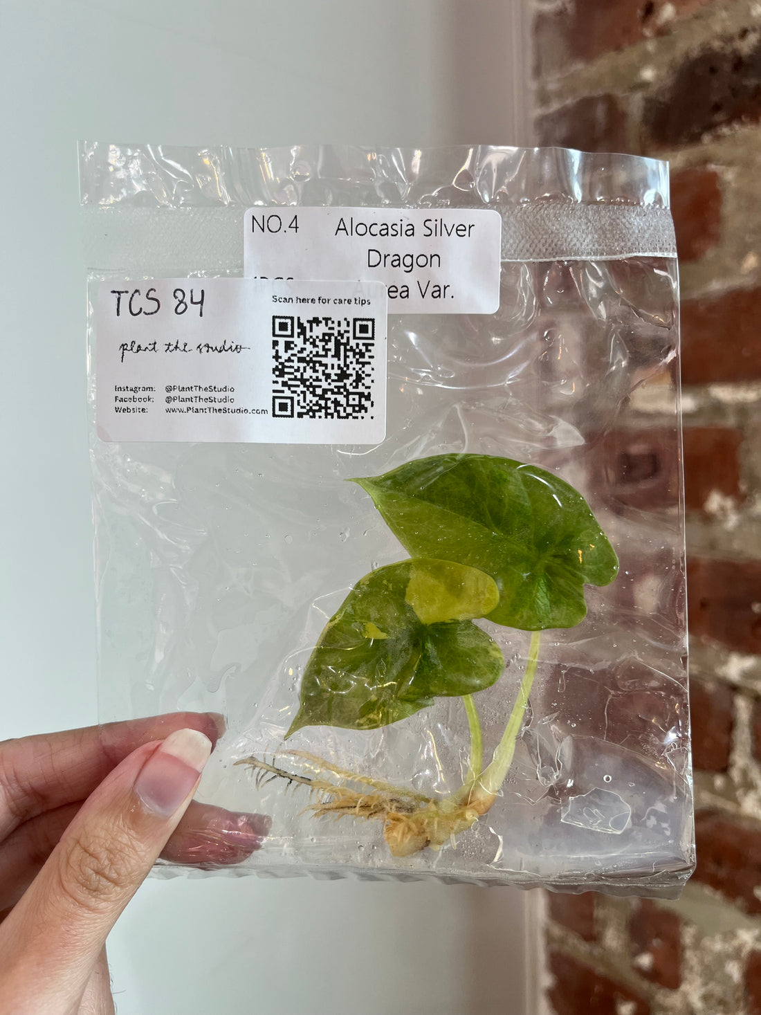 Alocasia Silver Dragon Aurea TCS 84