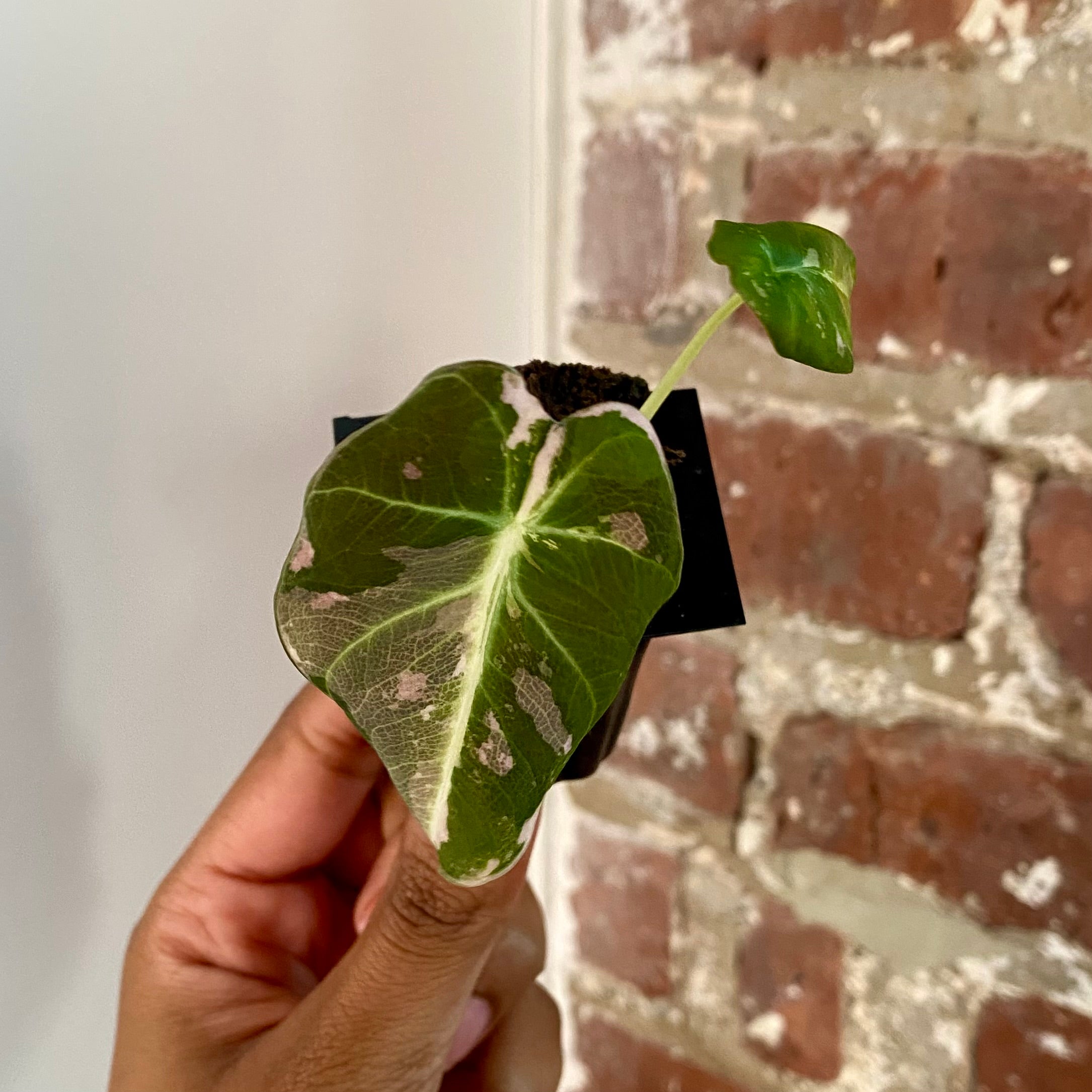 Alocasia Pink Black Velvet 4257