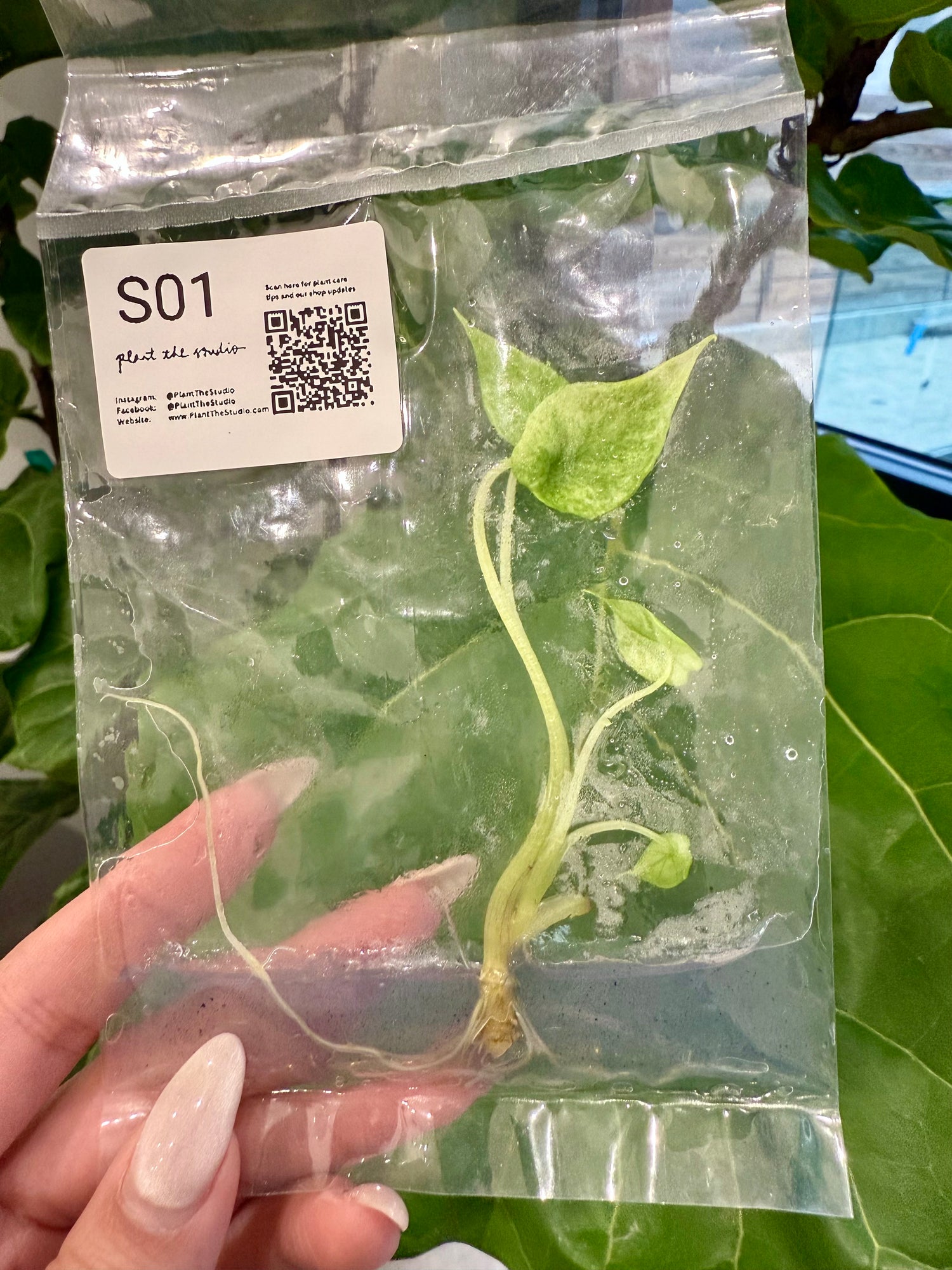 Alocasia Scalprum Mint TCS01