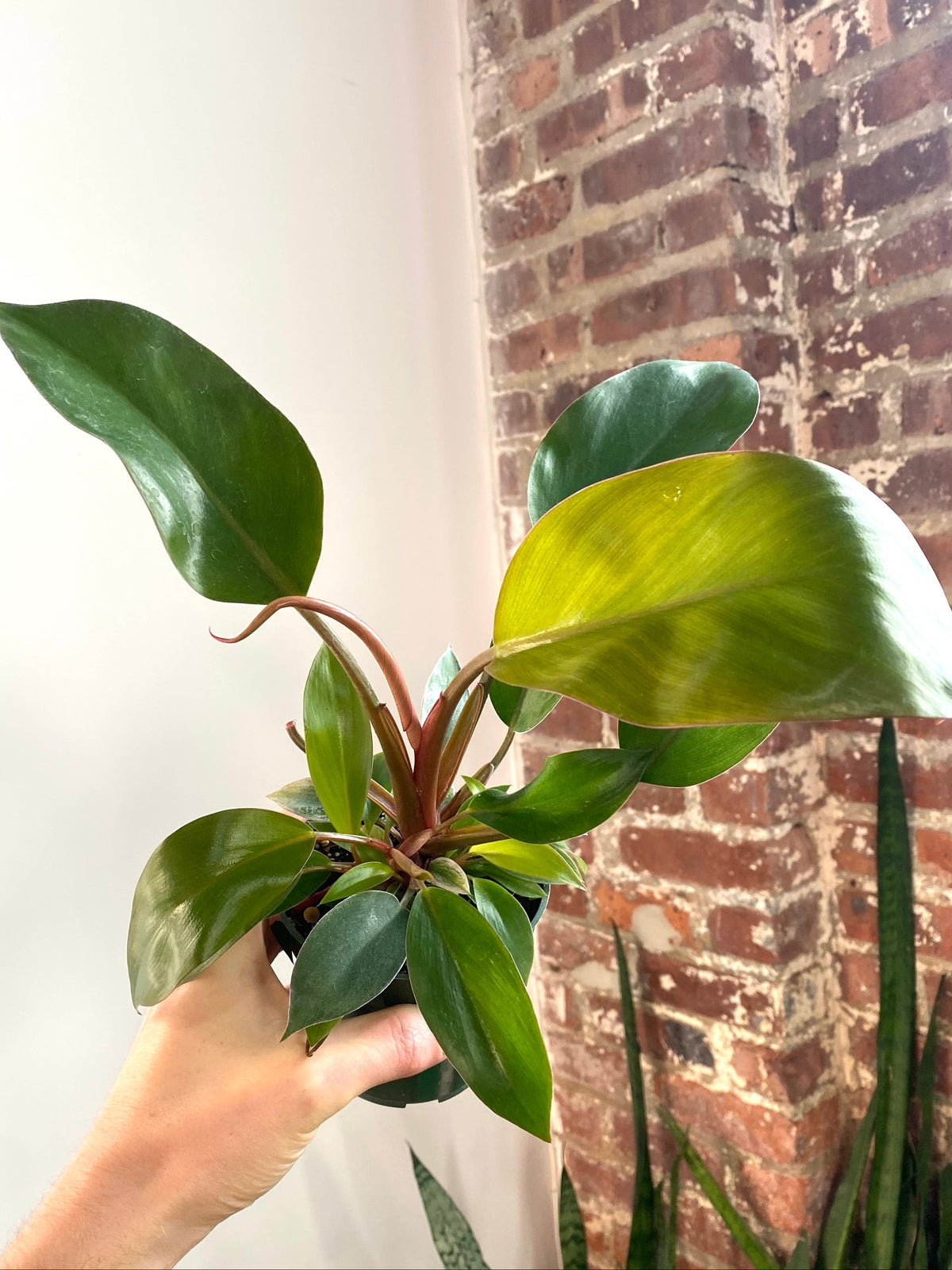 Philodendron Red Congo Mint 4” Pot (Grower’s Choice)
