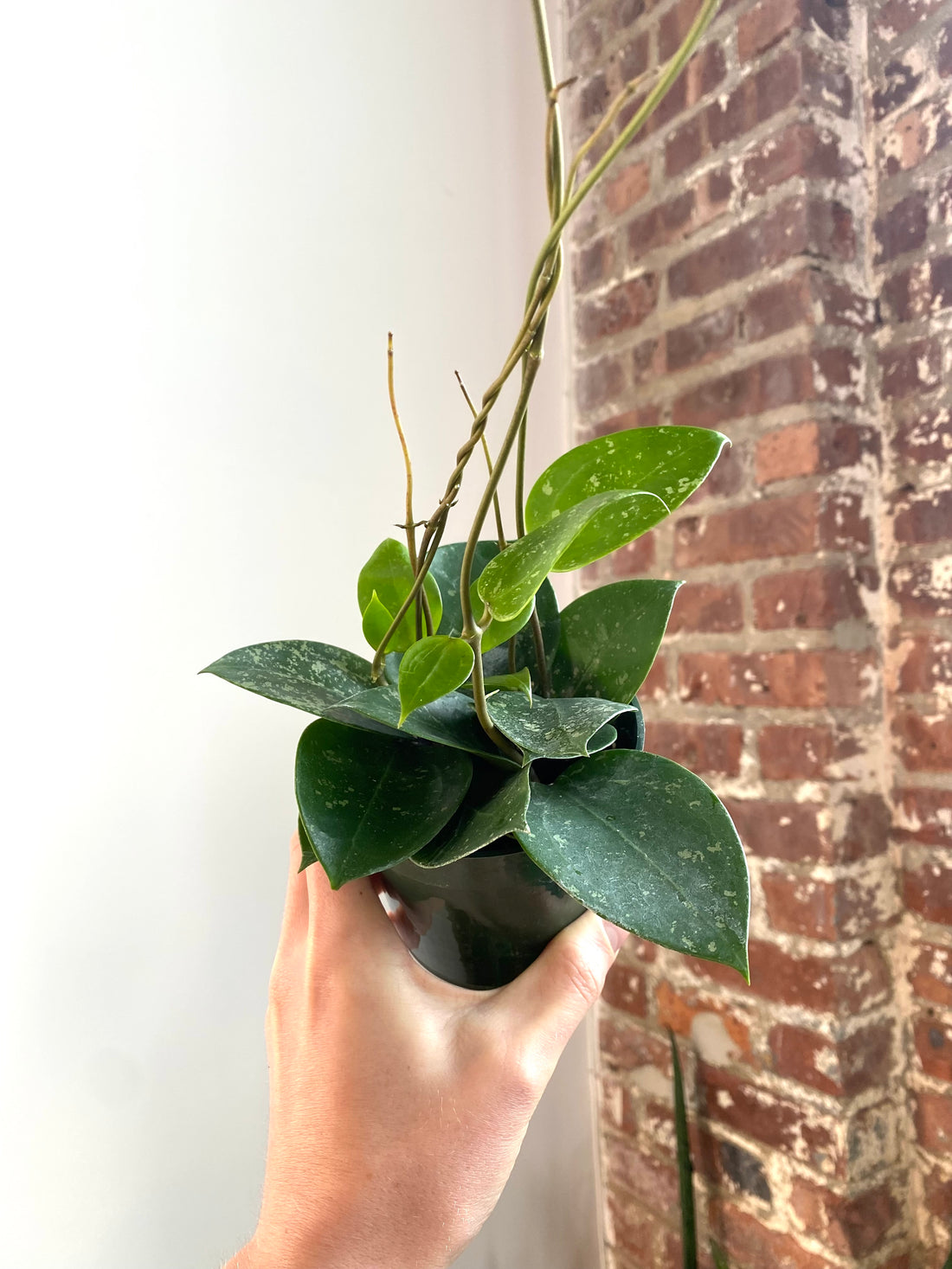 Hoya Parasitica Splash 4” Pot (Grower’s Choice)