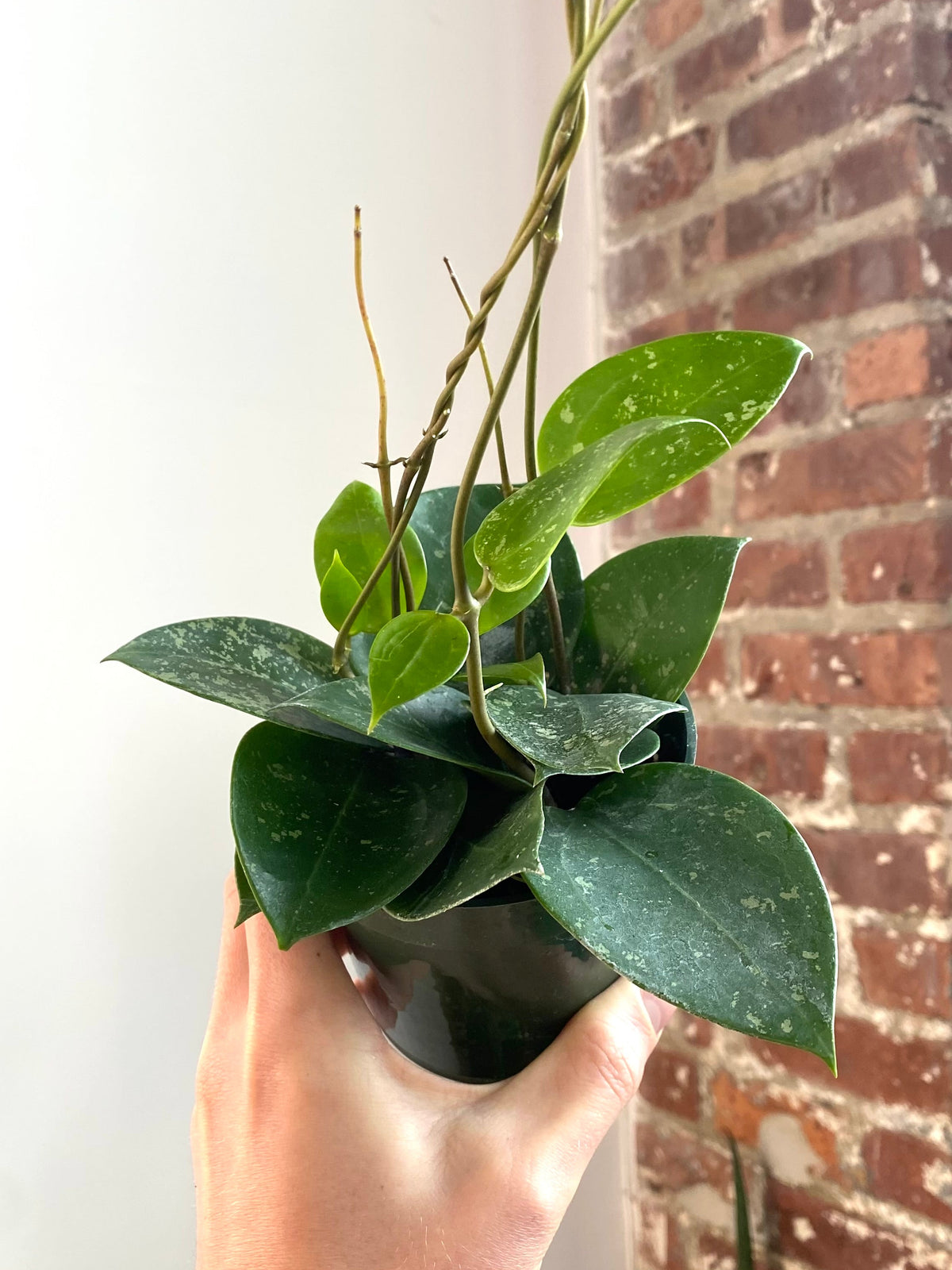 Hoya Parasitica Splash 4” Pot (Grower’s Choice)