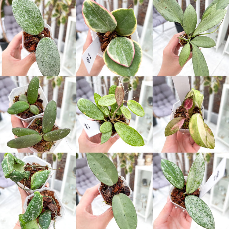 In-stock Hoya