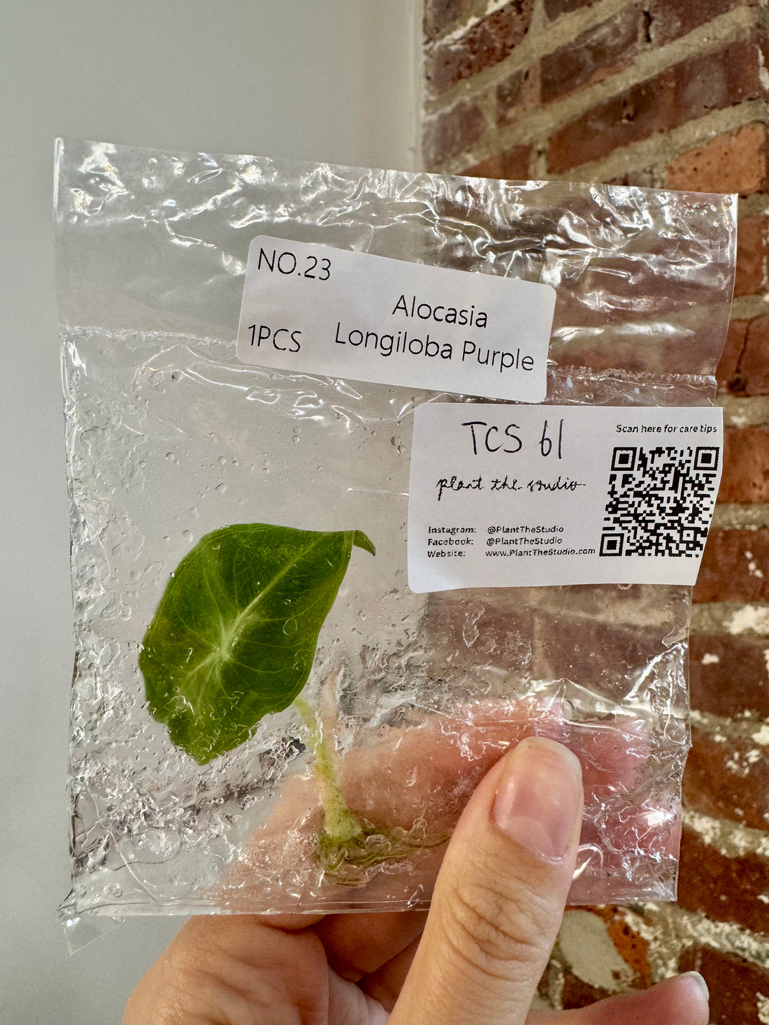 Alocasia Longiloba Purple TCS 61