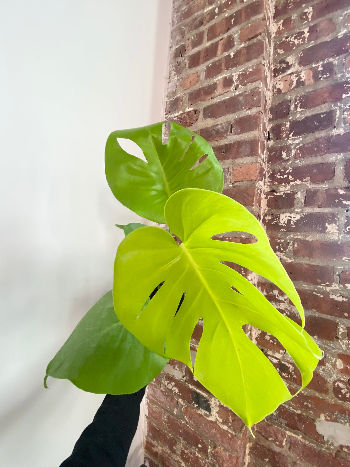 Monstera Deliciosa ‘Golden Compact’ 6” Pot (Grower’s Choice)