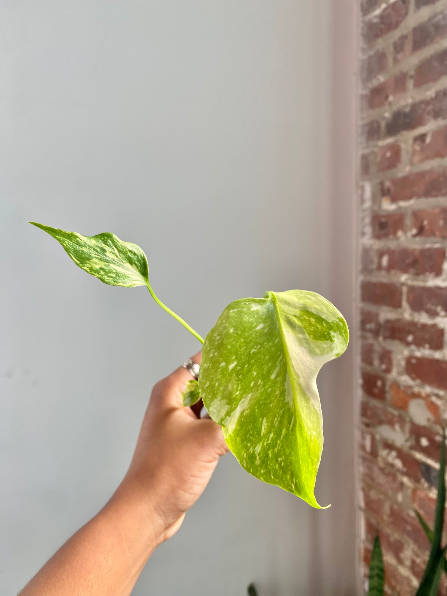 Monstera Electrolyte (Potted) 4598