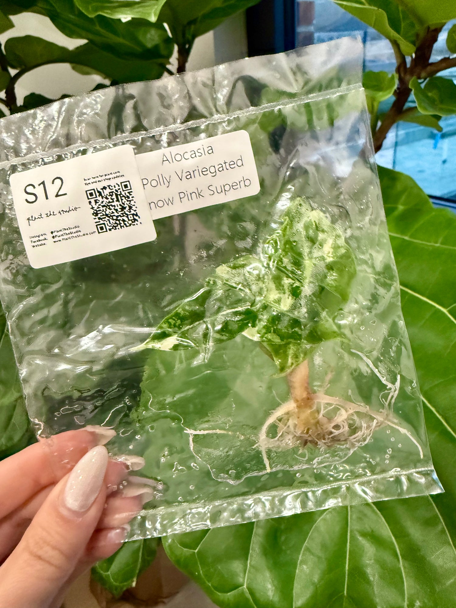 Alocasia Polly Snow Pink Var. TCS12