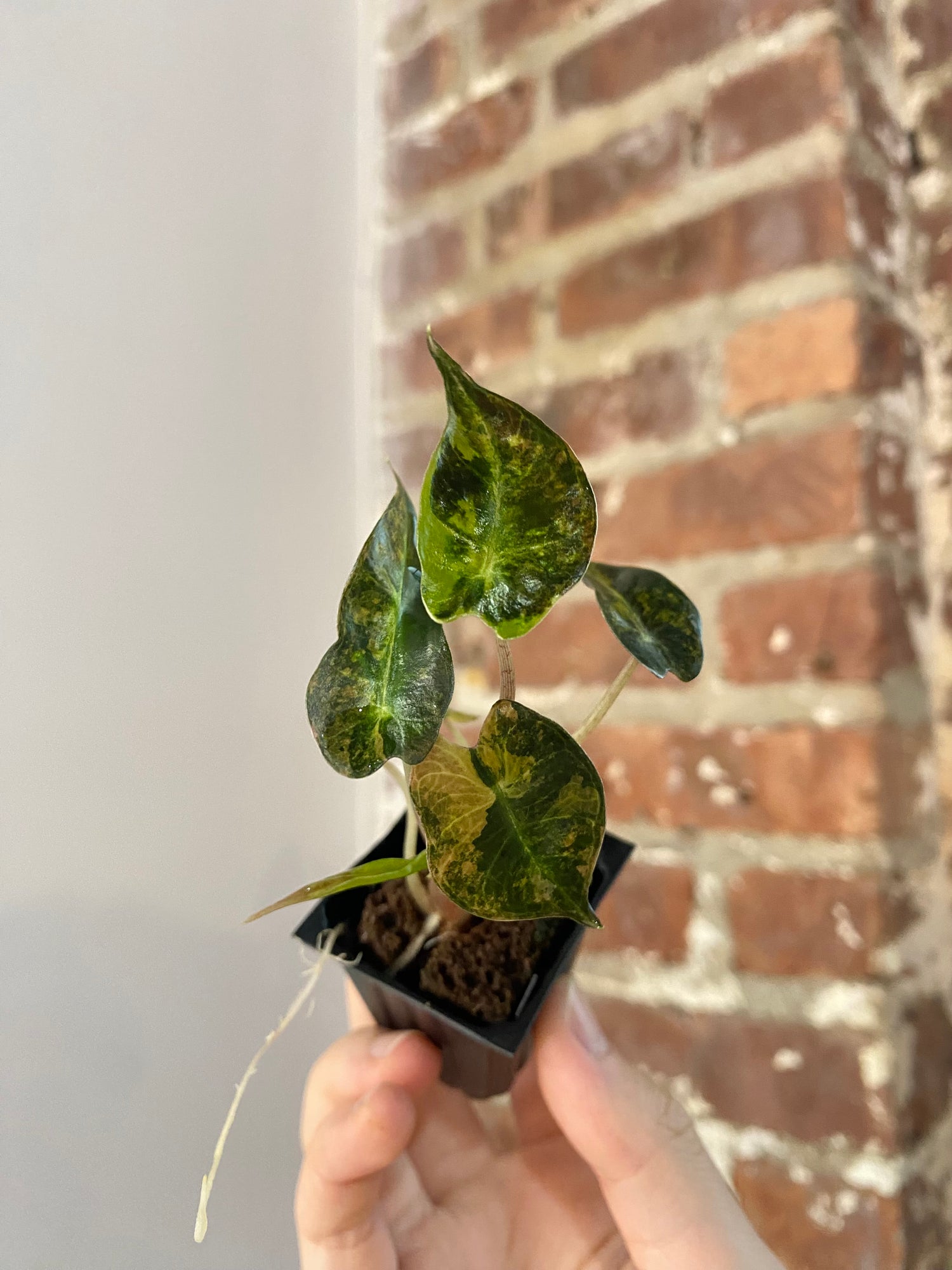 Alocasia Bambino Aurea 4858