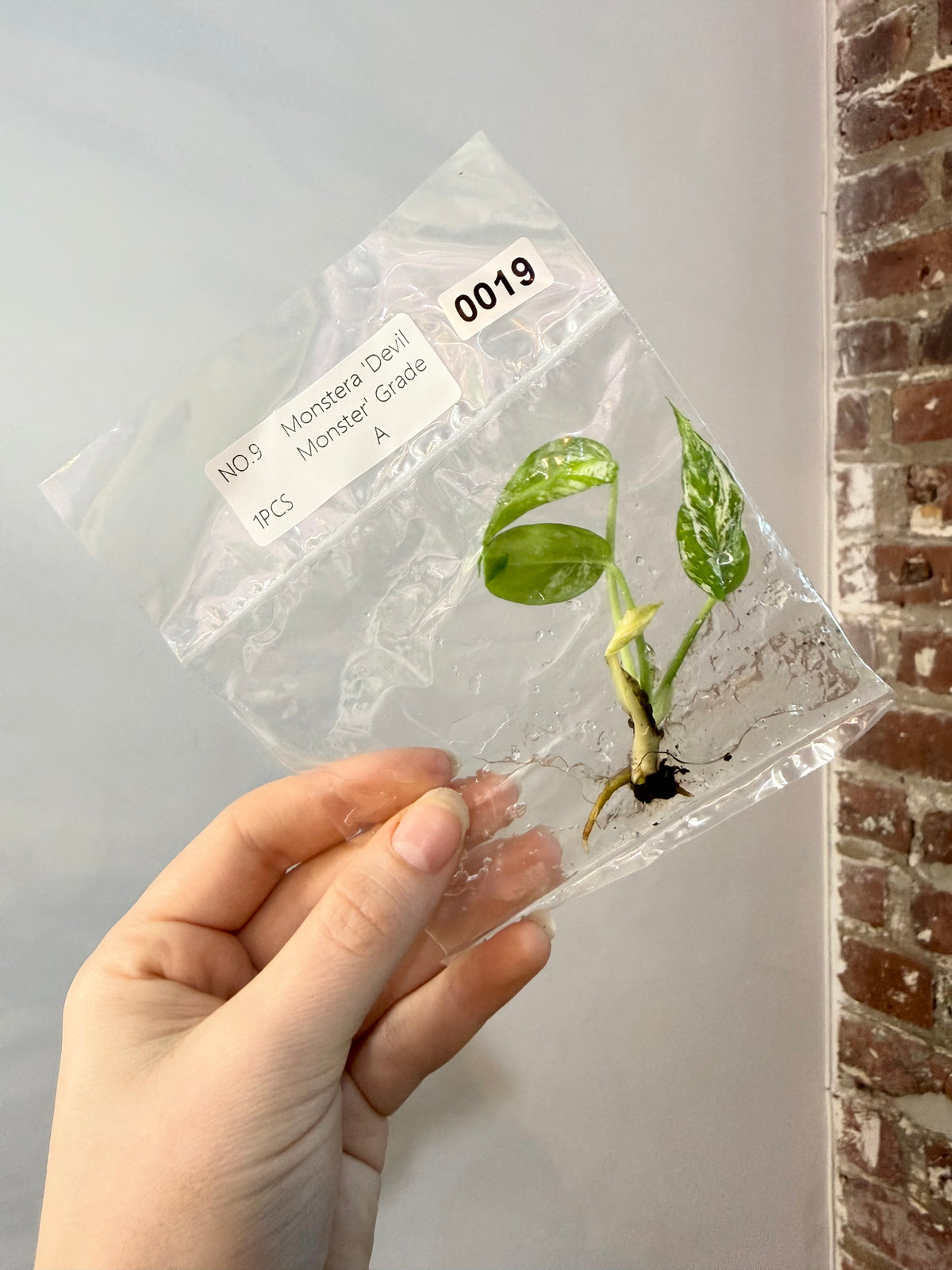 Monstera Devil Monster Grade A TCS 0019