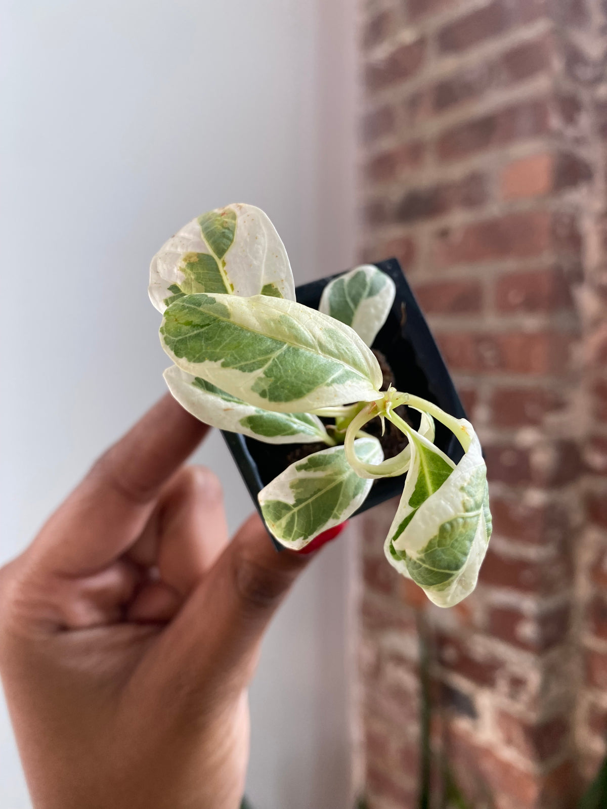 Ficus Lyrata Var. Fiddle Leaf Fig 3455