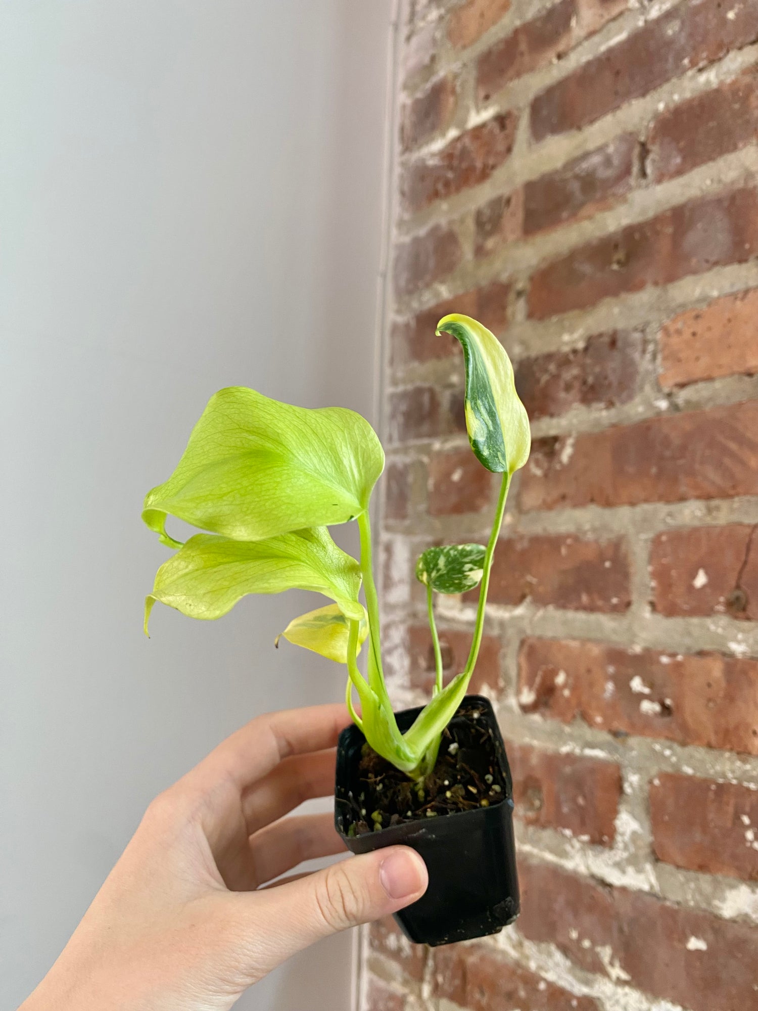 Monstera Electrolyte (Potted) 3037