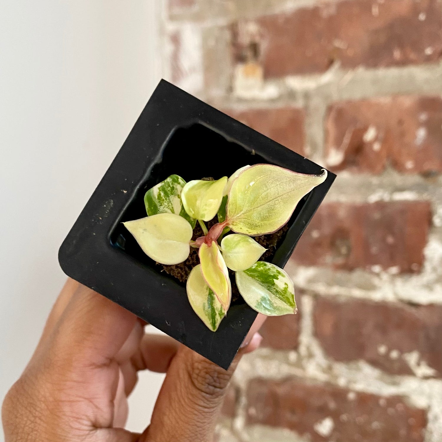 Philodendron Billietiae Var. 4292