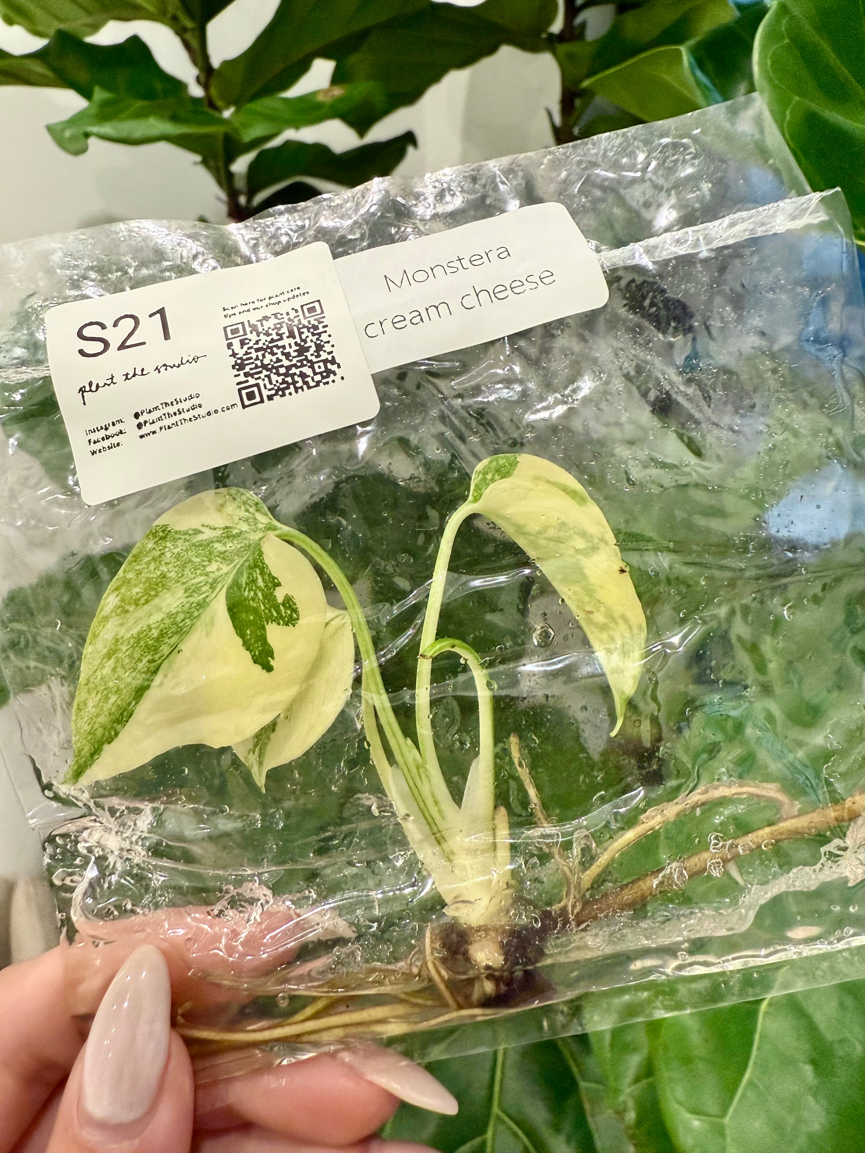 Monstera Cream Cheese TCS21