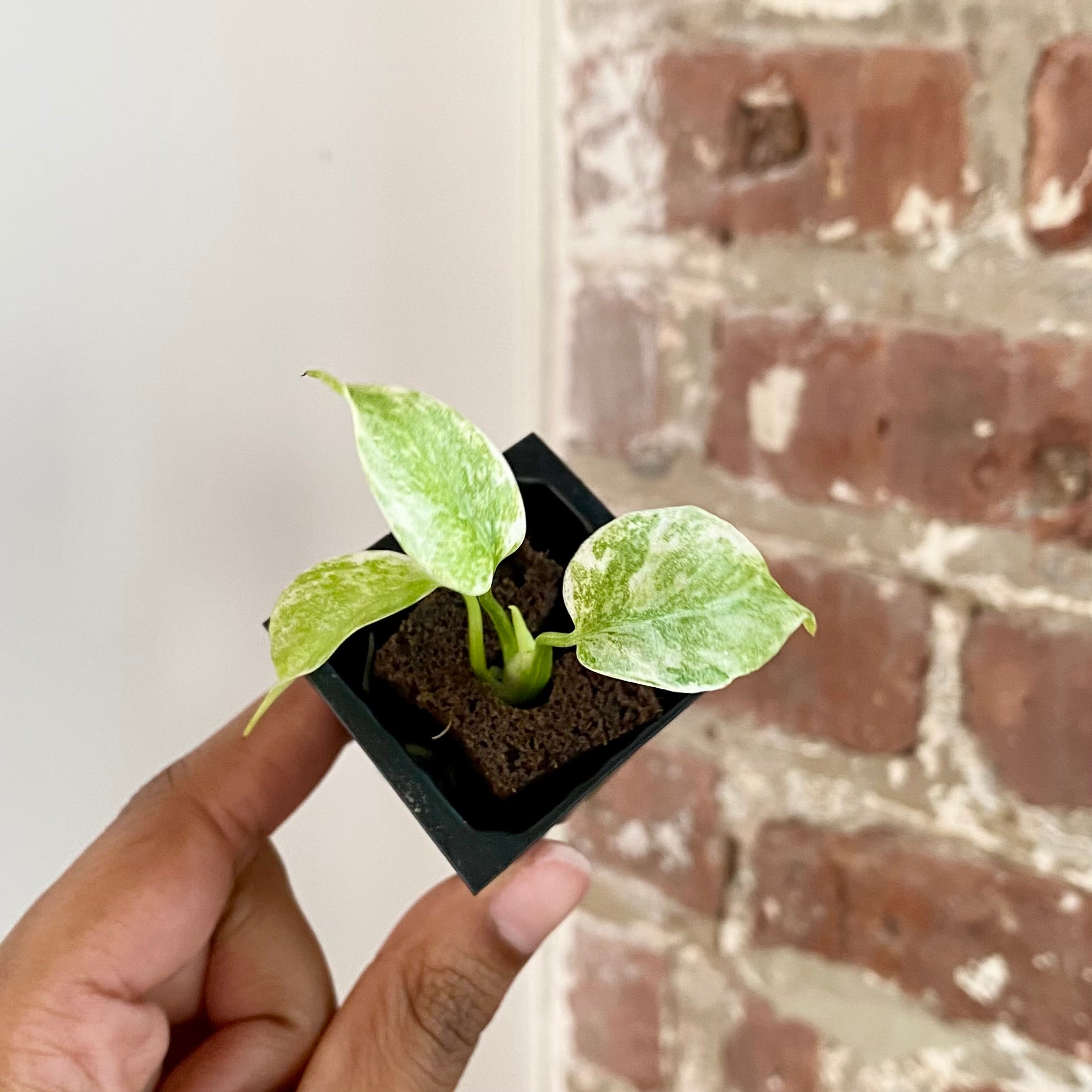 Monstera Legacy 4287