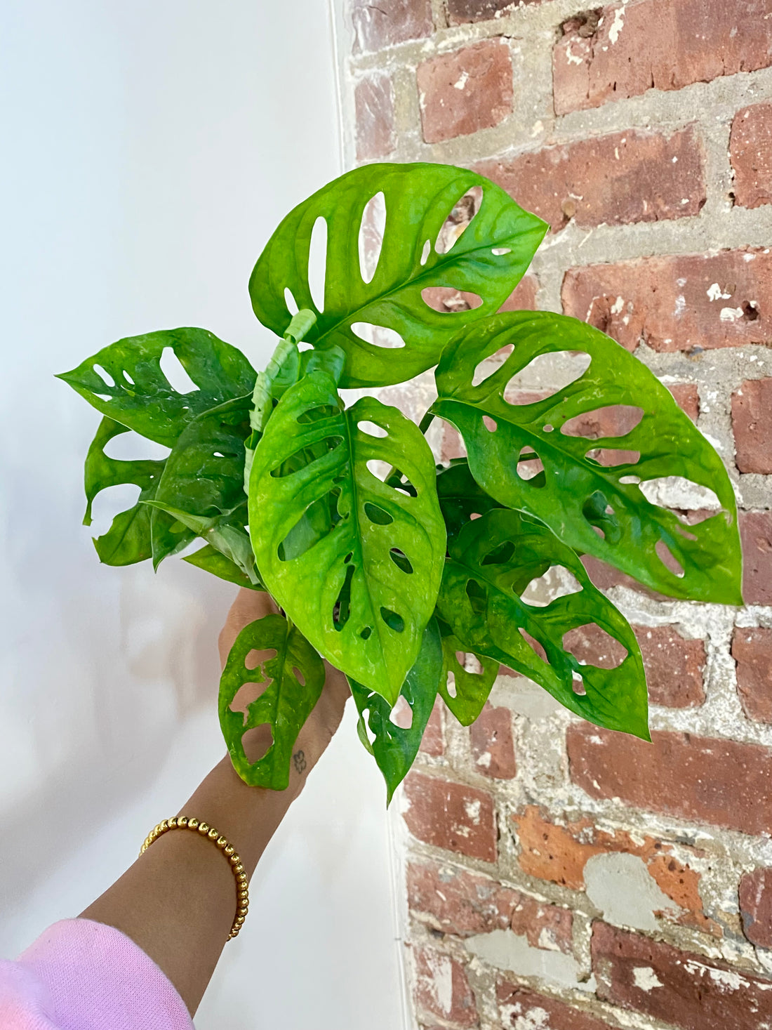 Monstera Adansonii 4in Pot (Growers Choice)