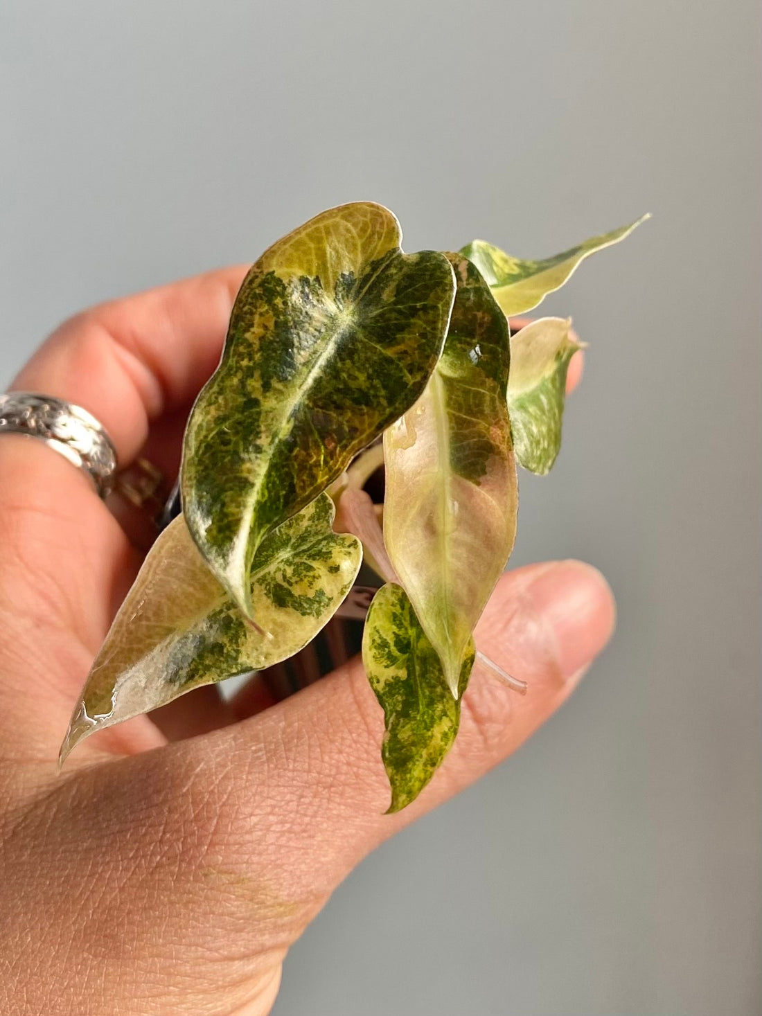 Alocasia Bambino Aurea 4593