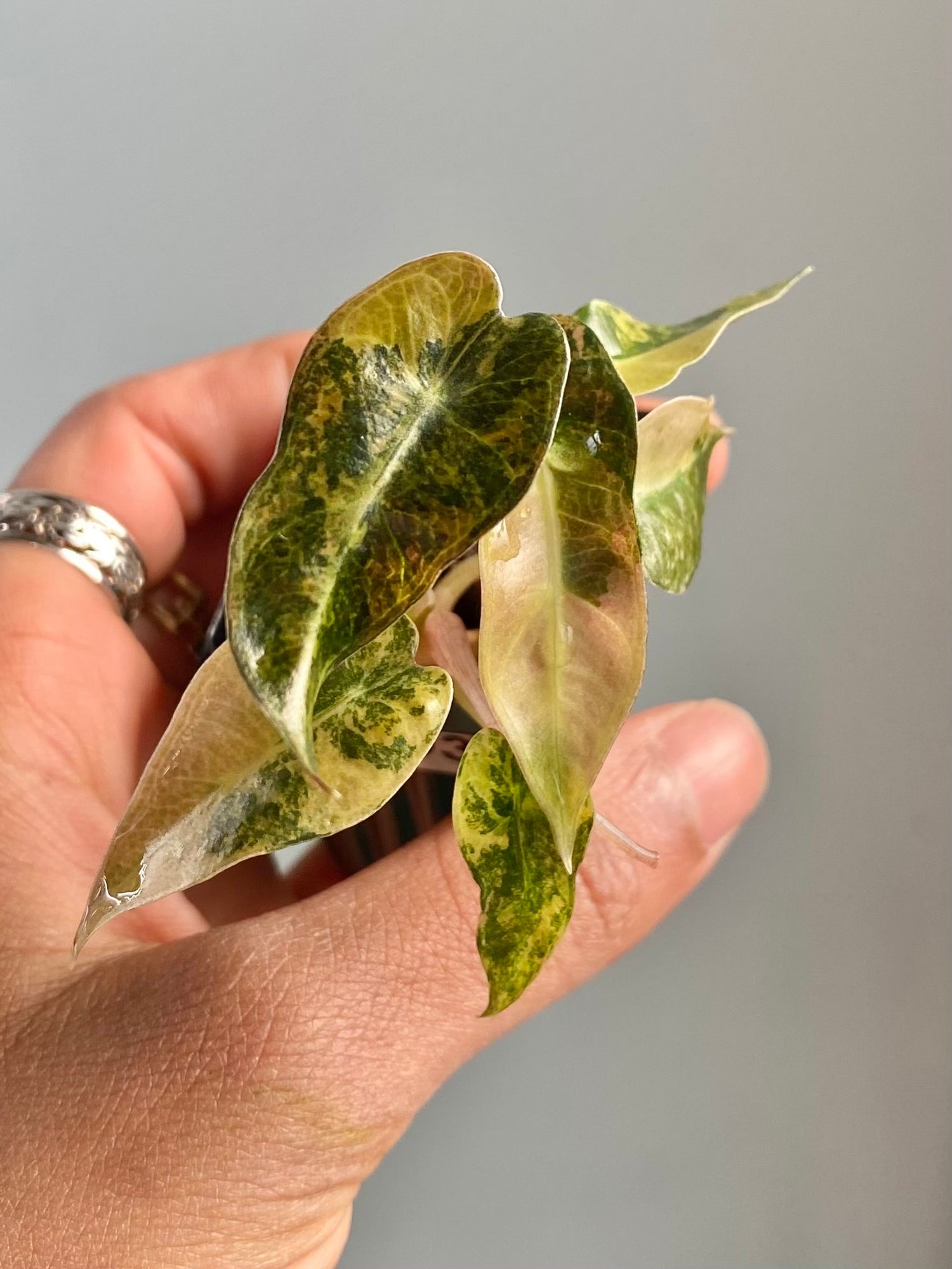 Alocasia Bambino Aurea 4593