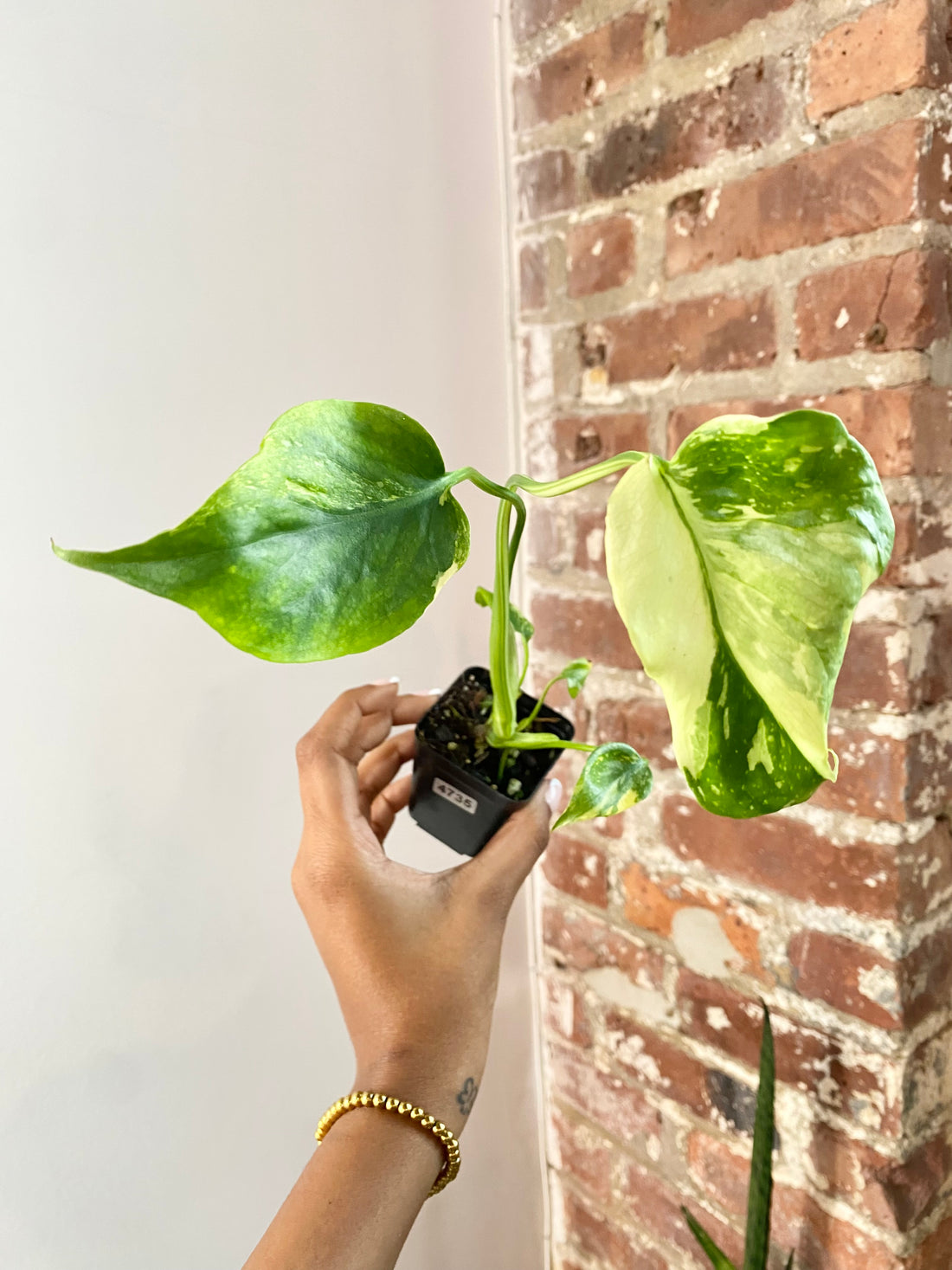 Monstera Electrolyte (Potted) 4735