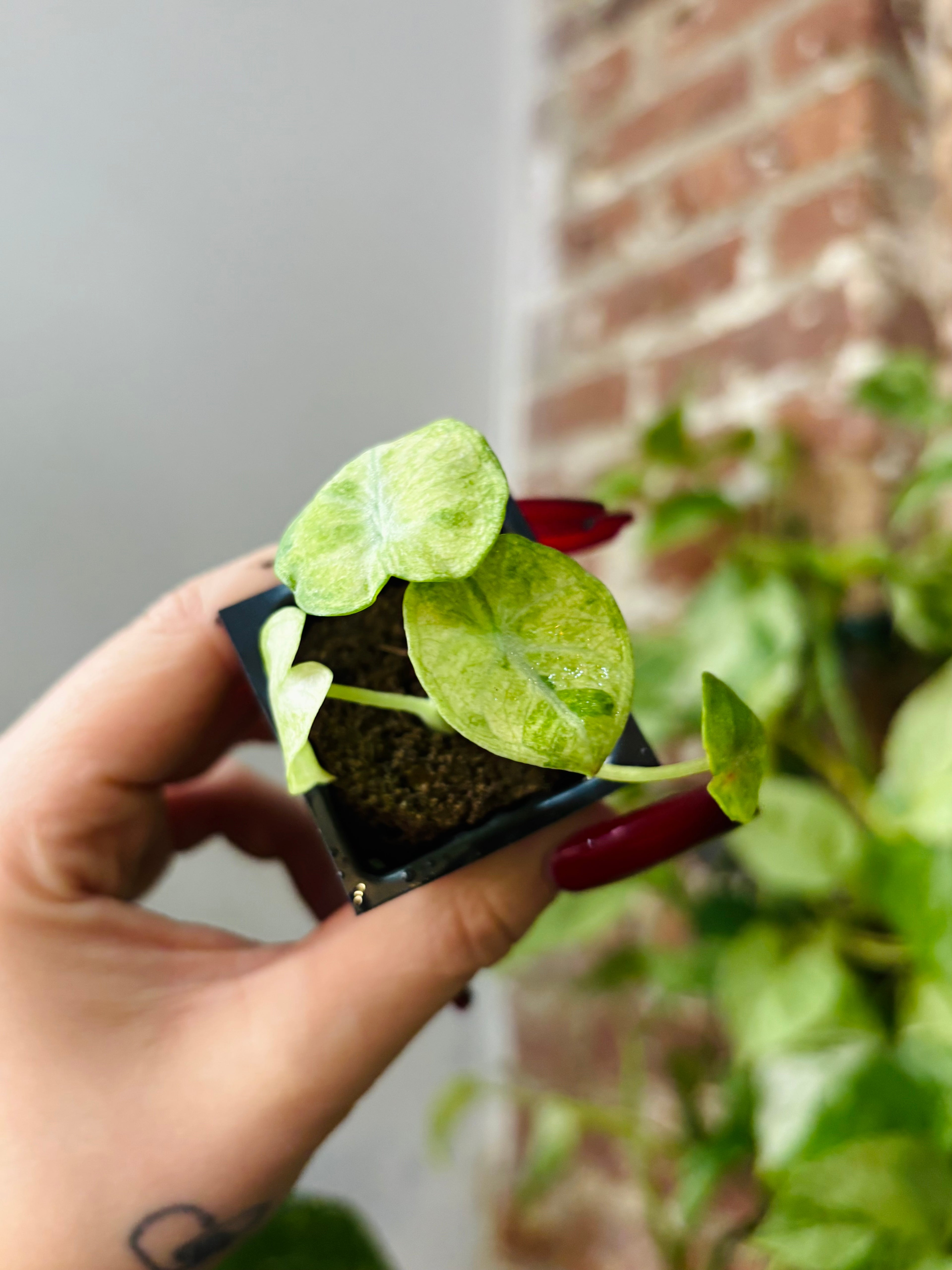 Alocasia Ninja Tricolor 0991