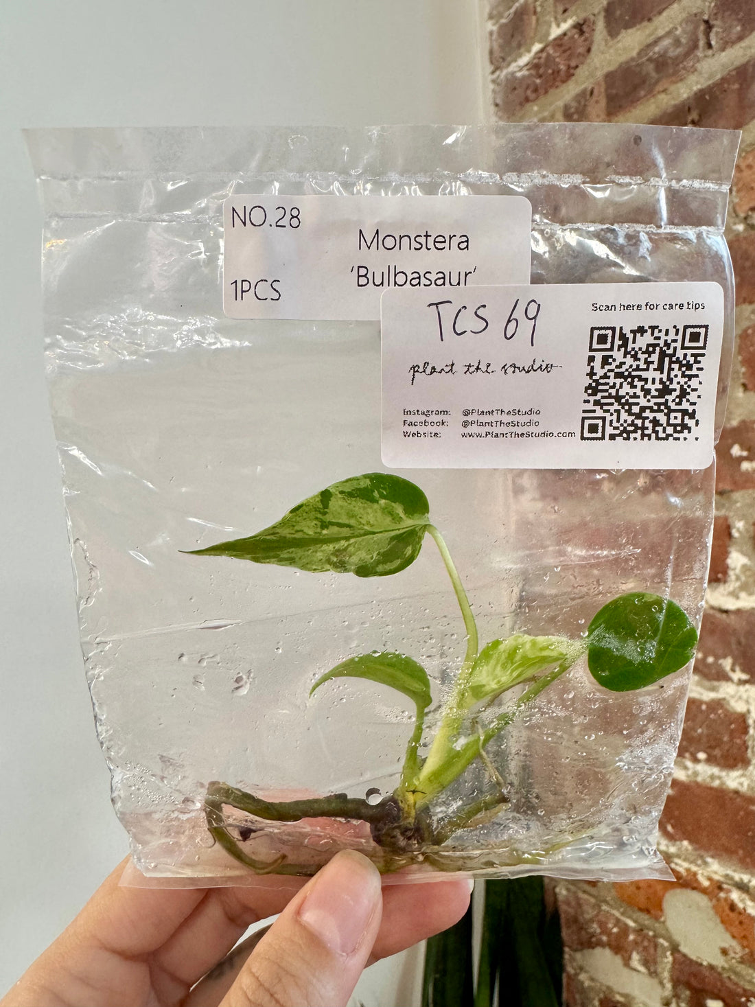 Monstera Bulbasaur TCS 69