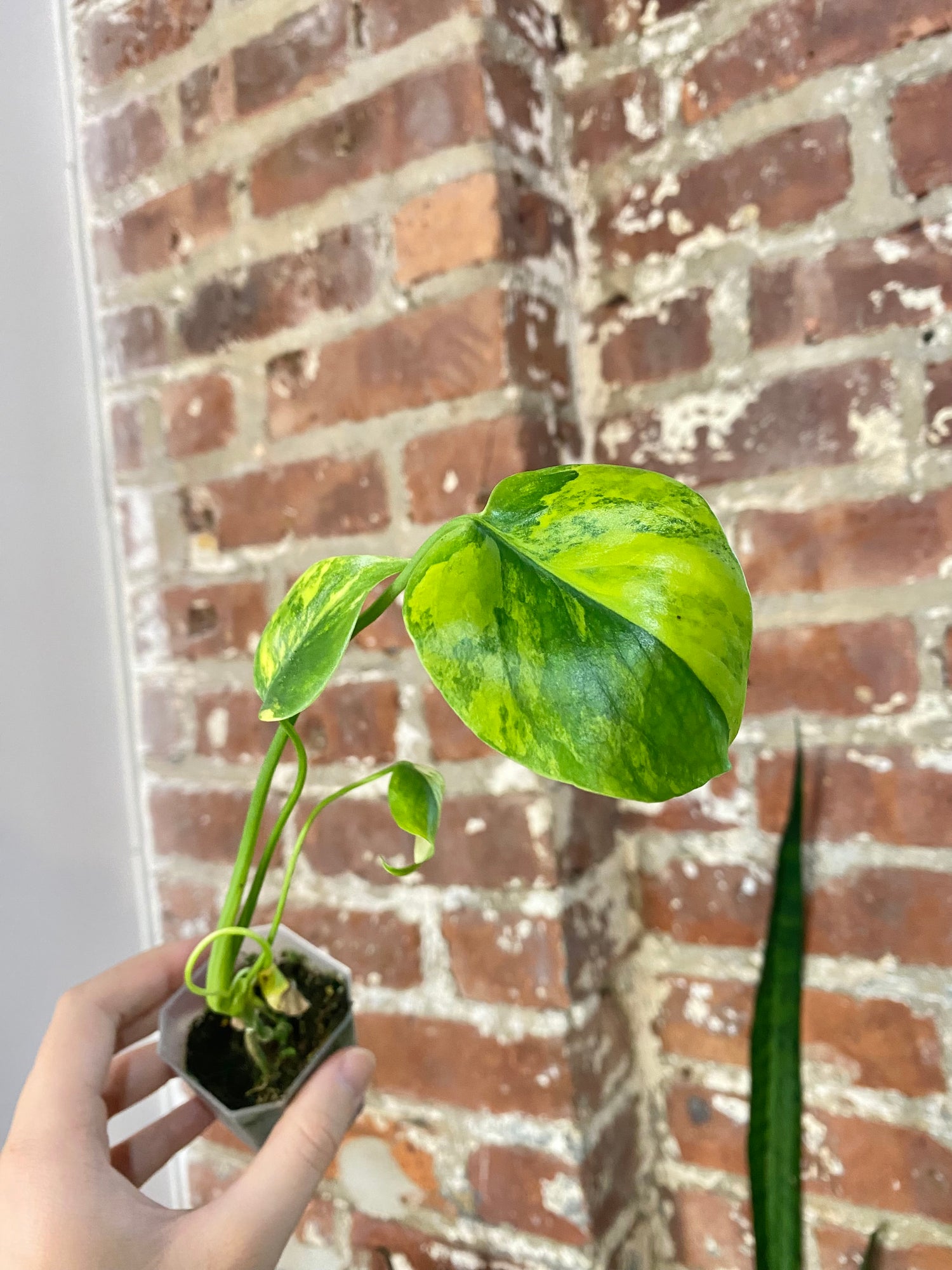 Monstera Aurea (Potted) 4866