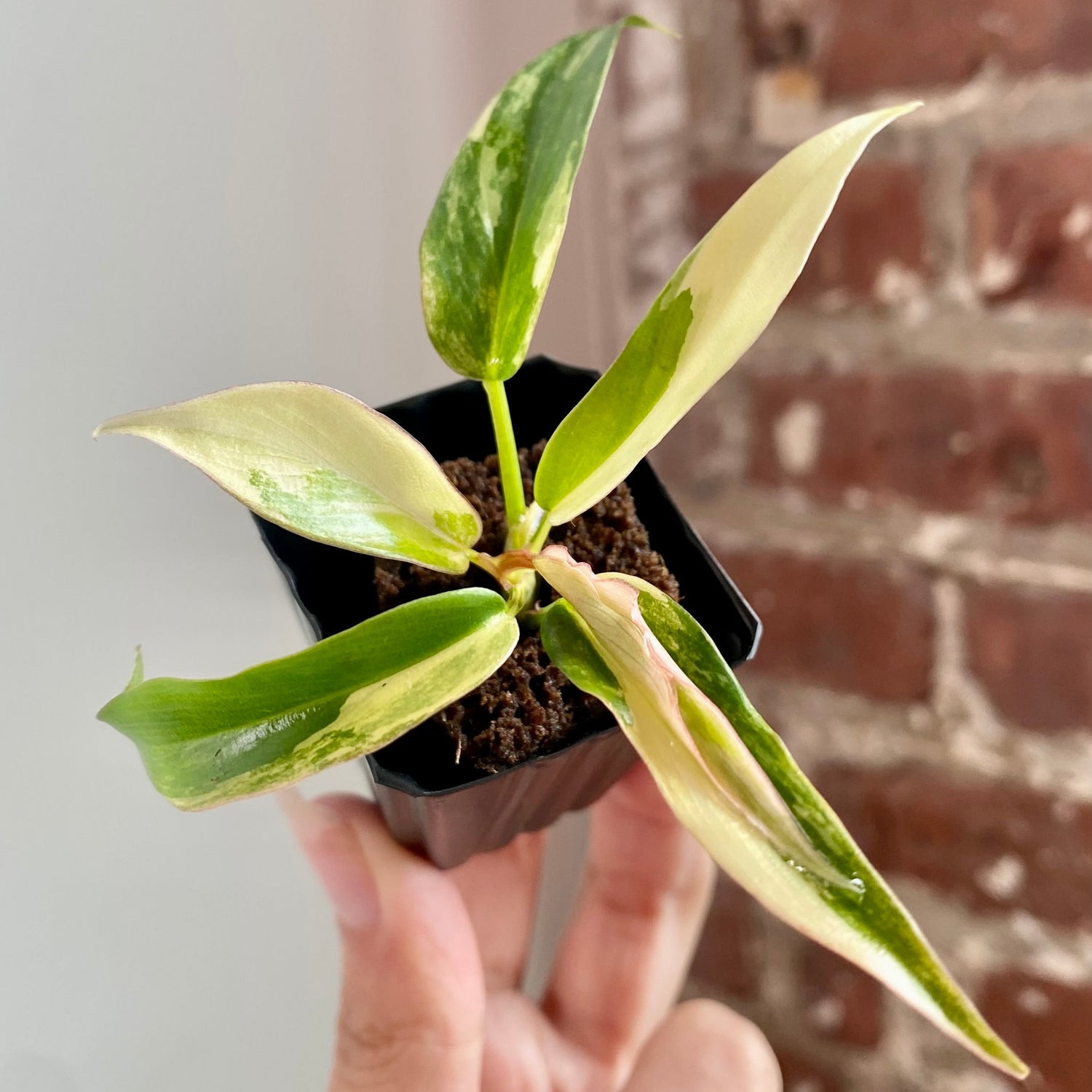 Philodendron Florida Beauty x Tortum 8942