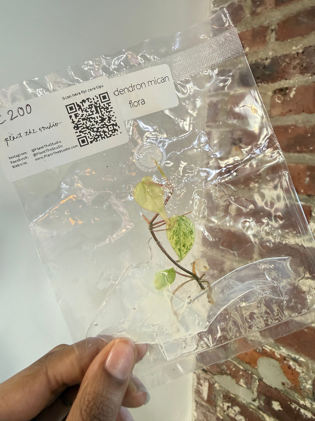 Philodendron Mican Flora TCS 200