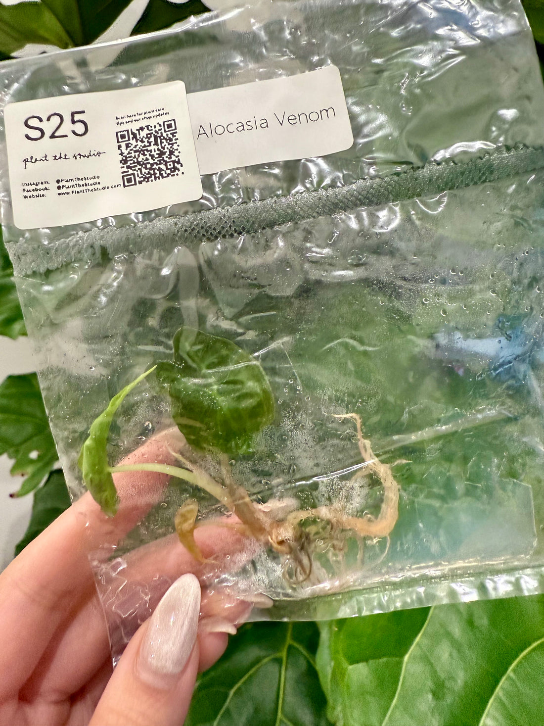 Alocasia Venom TCS25