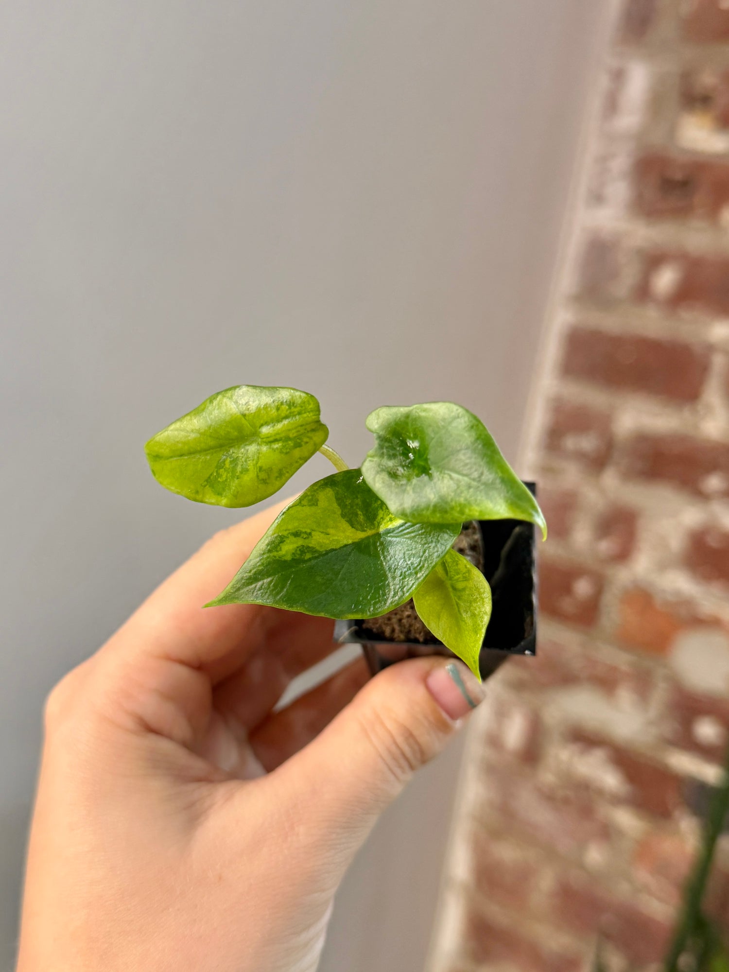 Alocasia Scalprum Aurea 3156