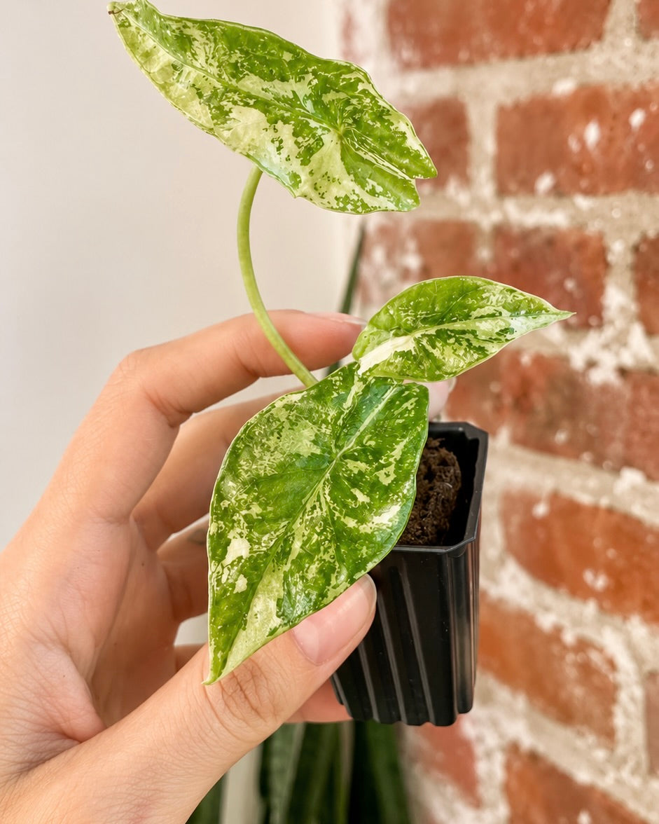 Alocasia Simpo Albo 8514