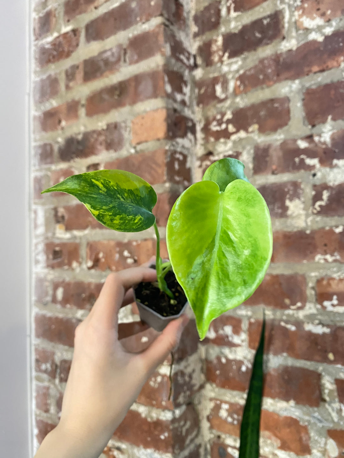 Monstera Aurea (Potted) 4867