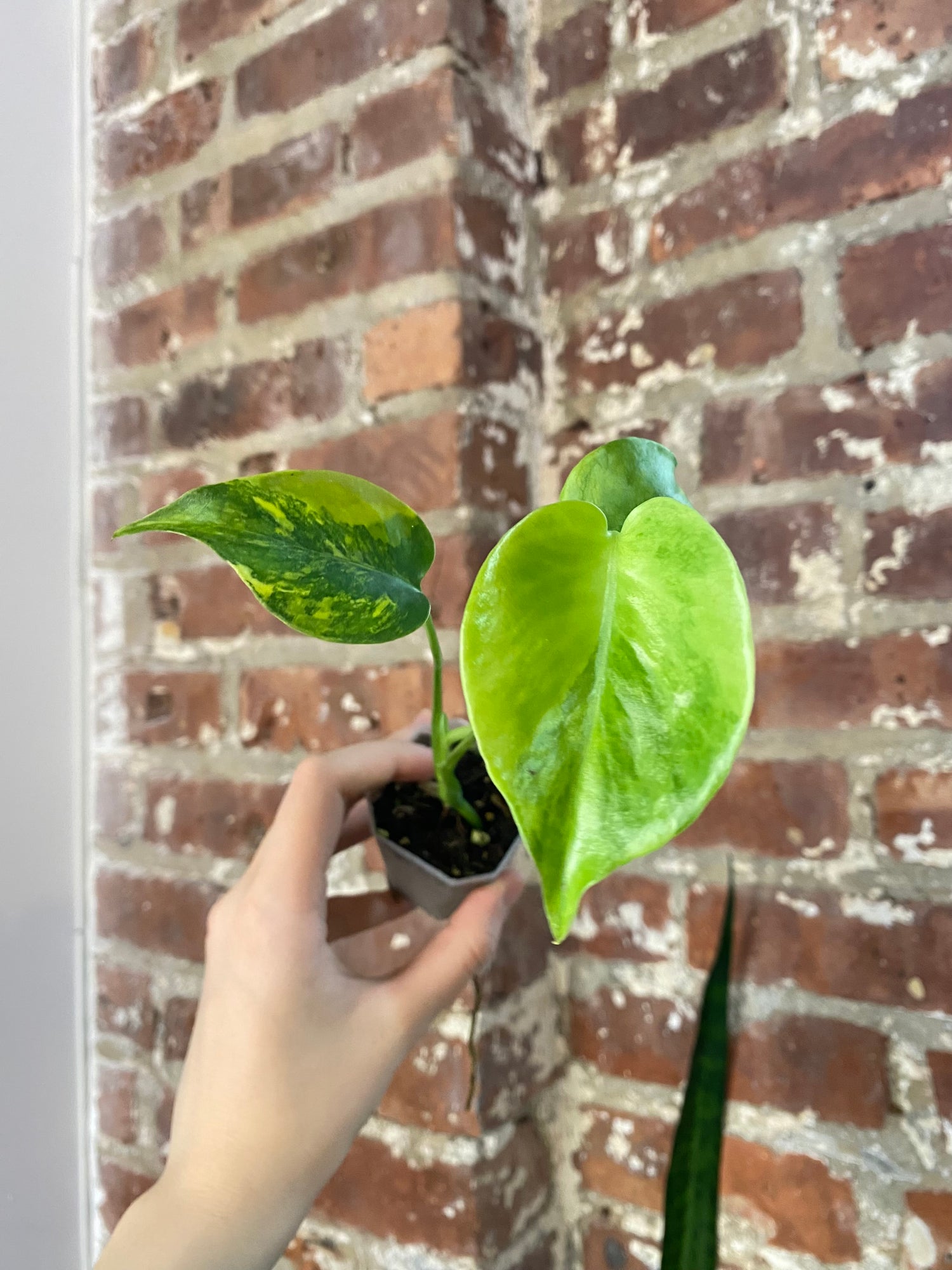 Monstera Aurea (Potted) 4867