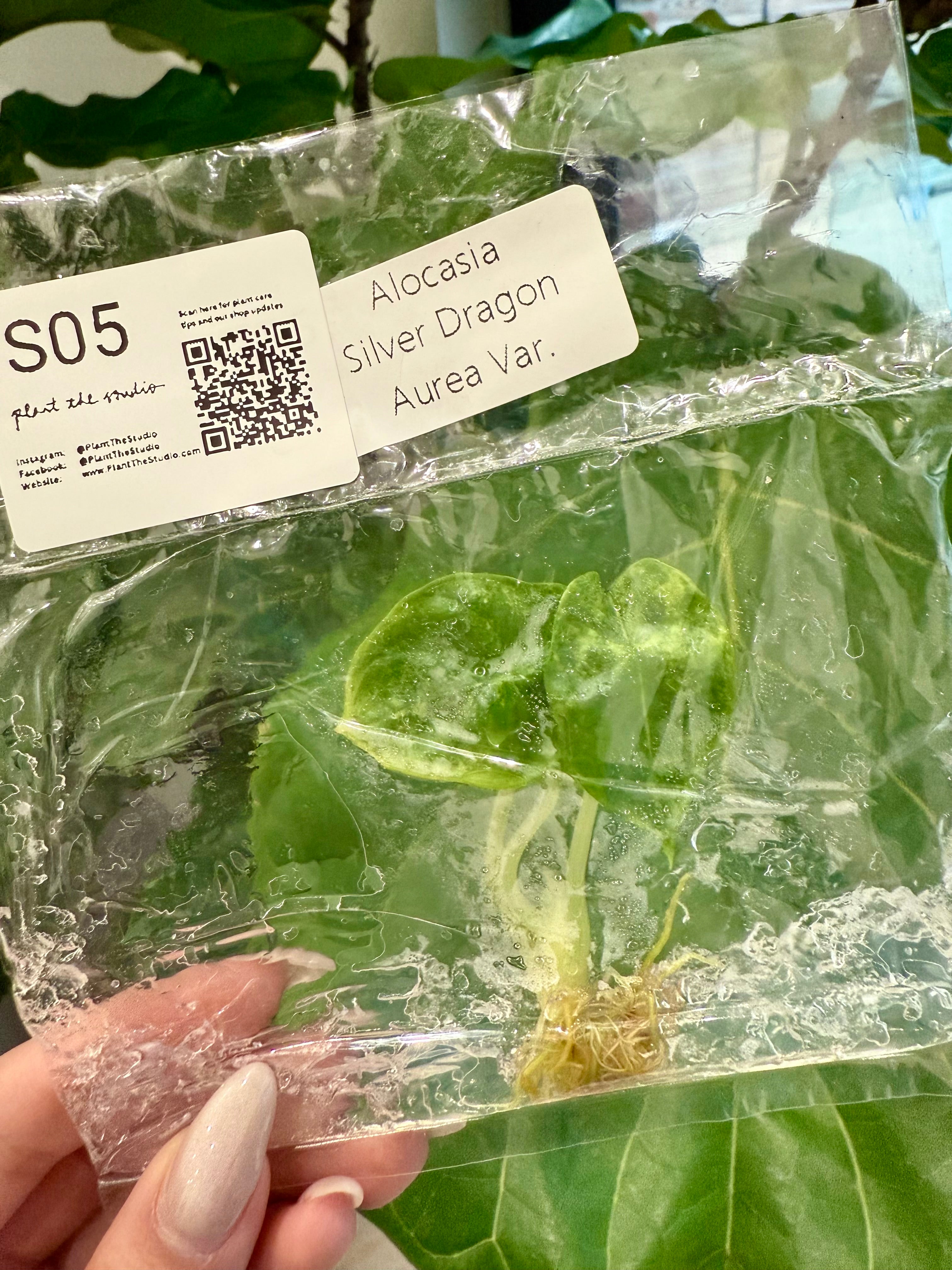 Alocasia Silver Dragon Aurea TCS05