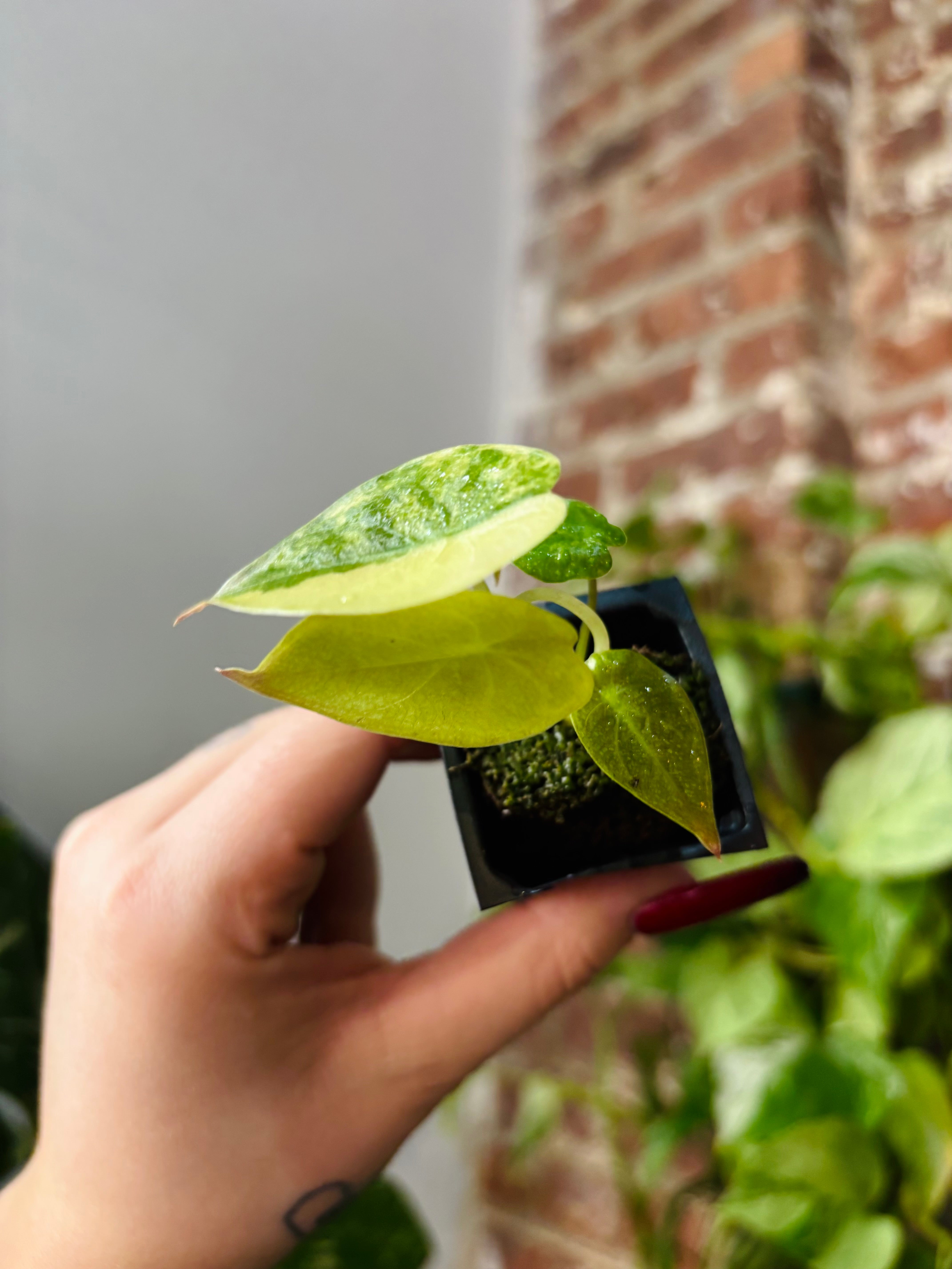 Products – Page 4 – PlantTheStudio