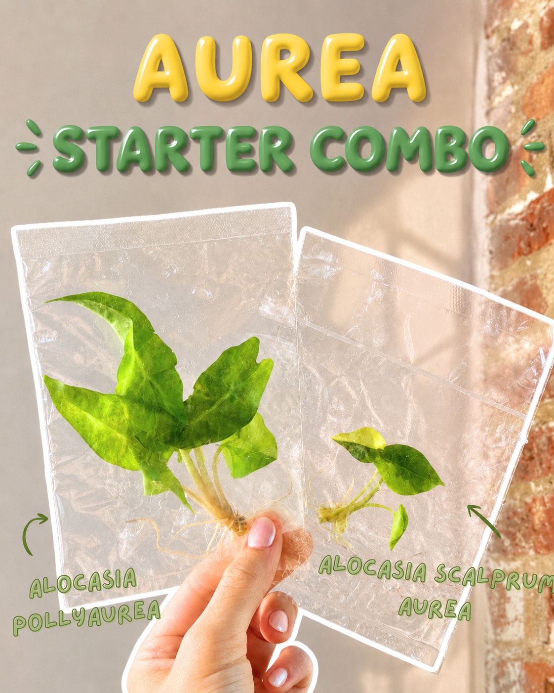 Aurea Starter TC Combo Grower’s Choice