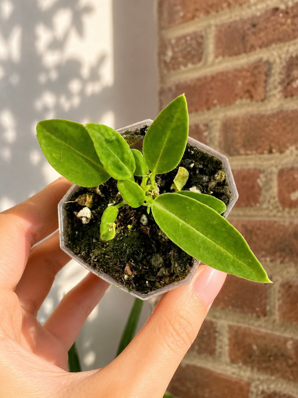 Anthurium Warocqueanum ‘Dark Queen’ Potted (Grower&