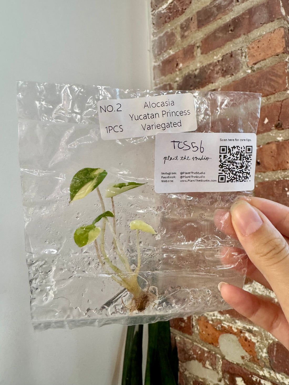 Alocasia Yucatan Princess Var. Albo TCS 56