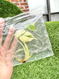 Monstera Deliciosa Mint Variegata Tissue Culture (Grower’s Choice) + Care Instructions