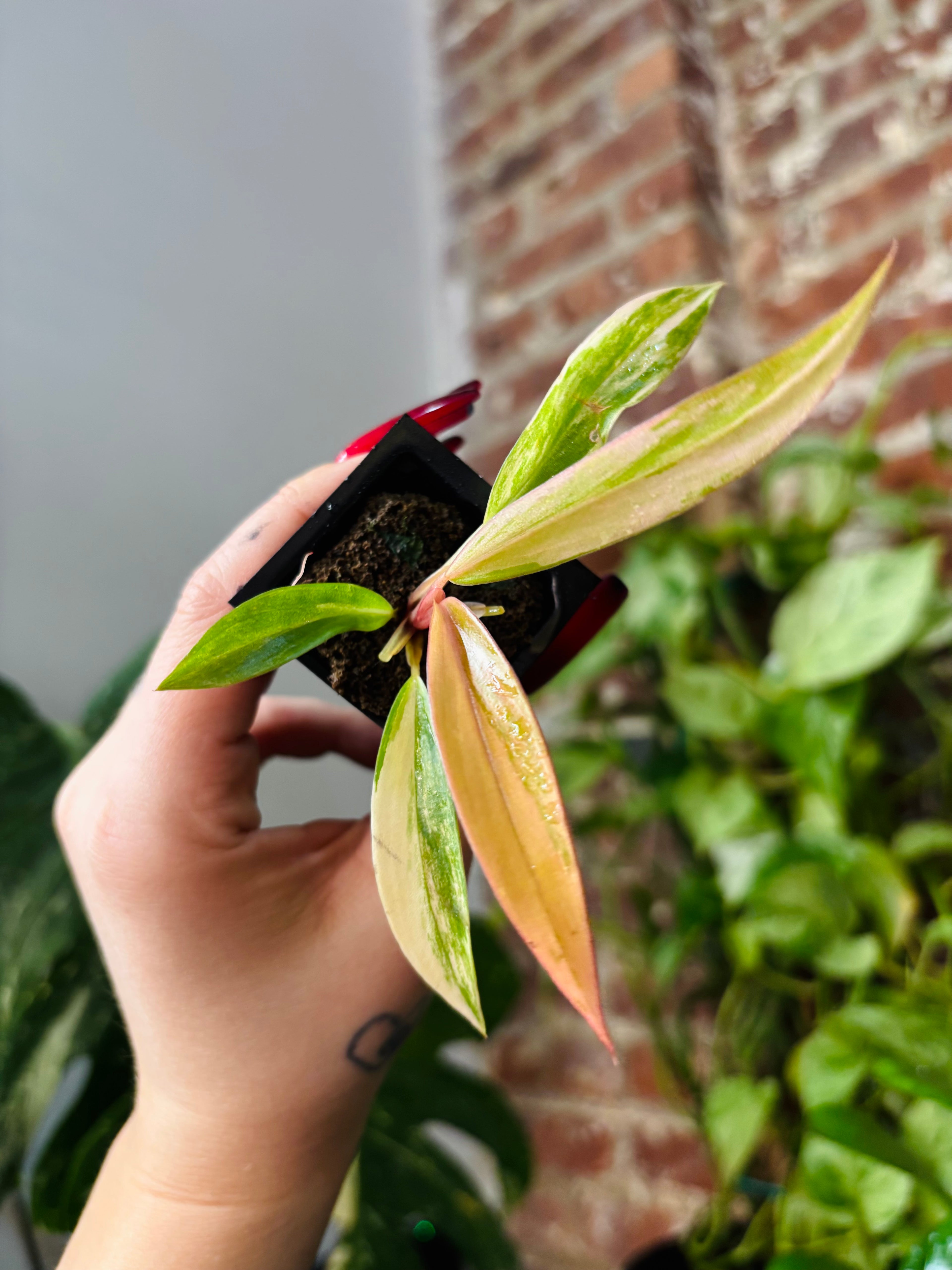 Philodendron Caramel Marble 0965