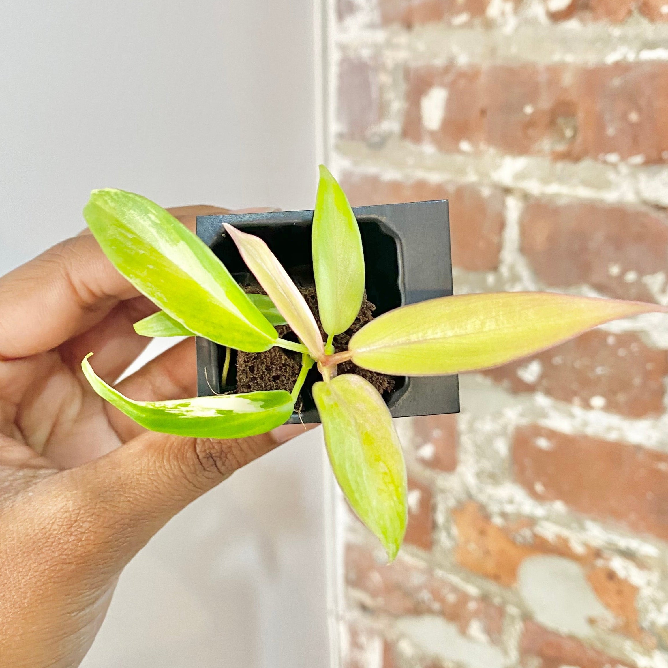 Philodendron Florida Beauty x Tortum 4439