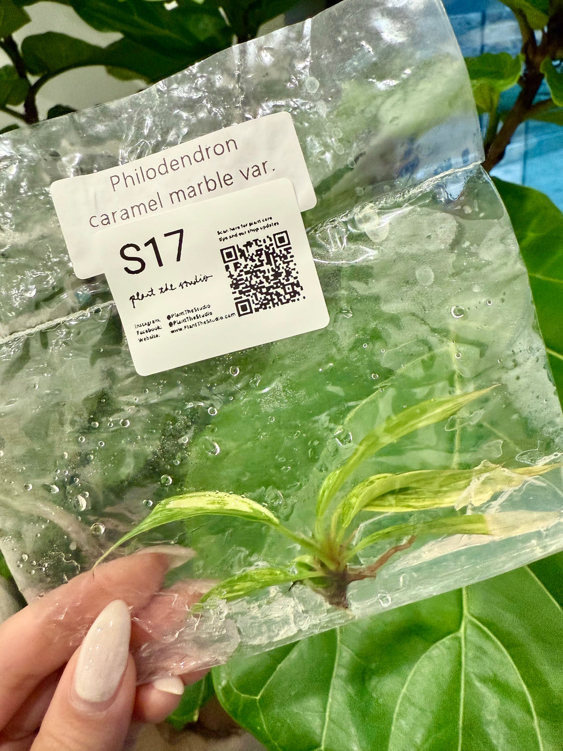 Philodendron Caramel Marble Var. TCS17