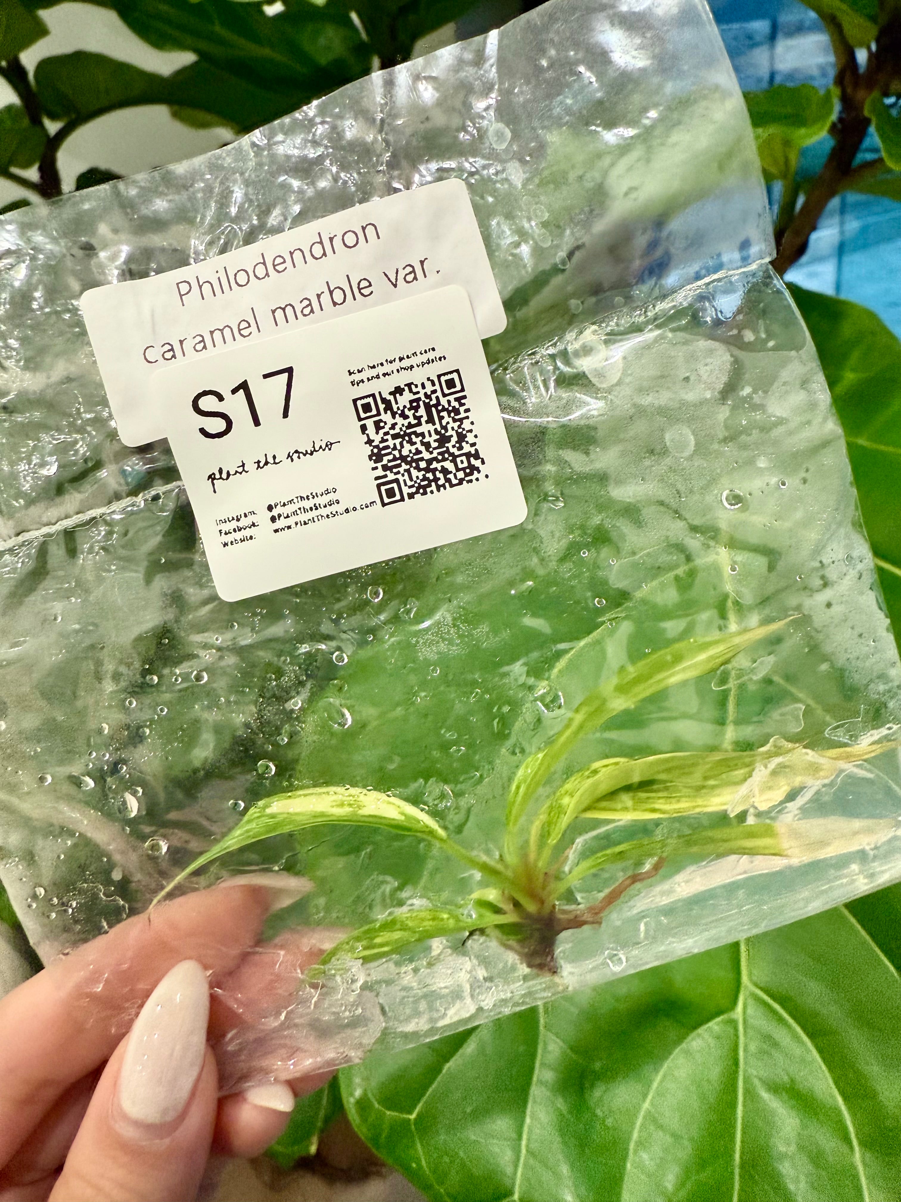 Philodendron Caramel Marble Var. TCS17