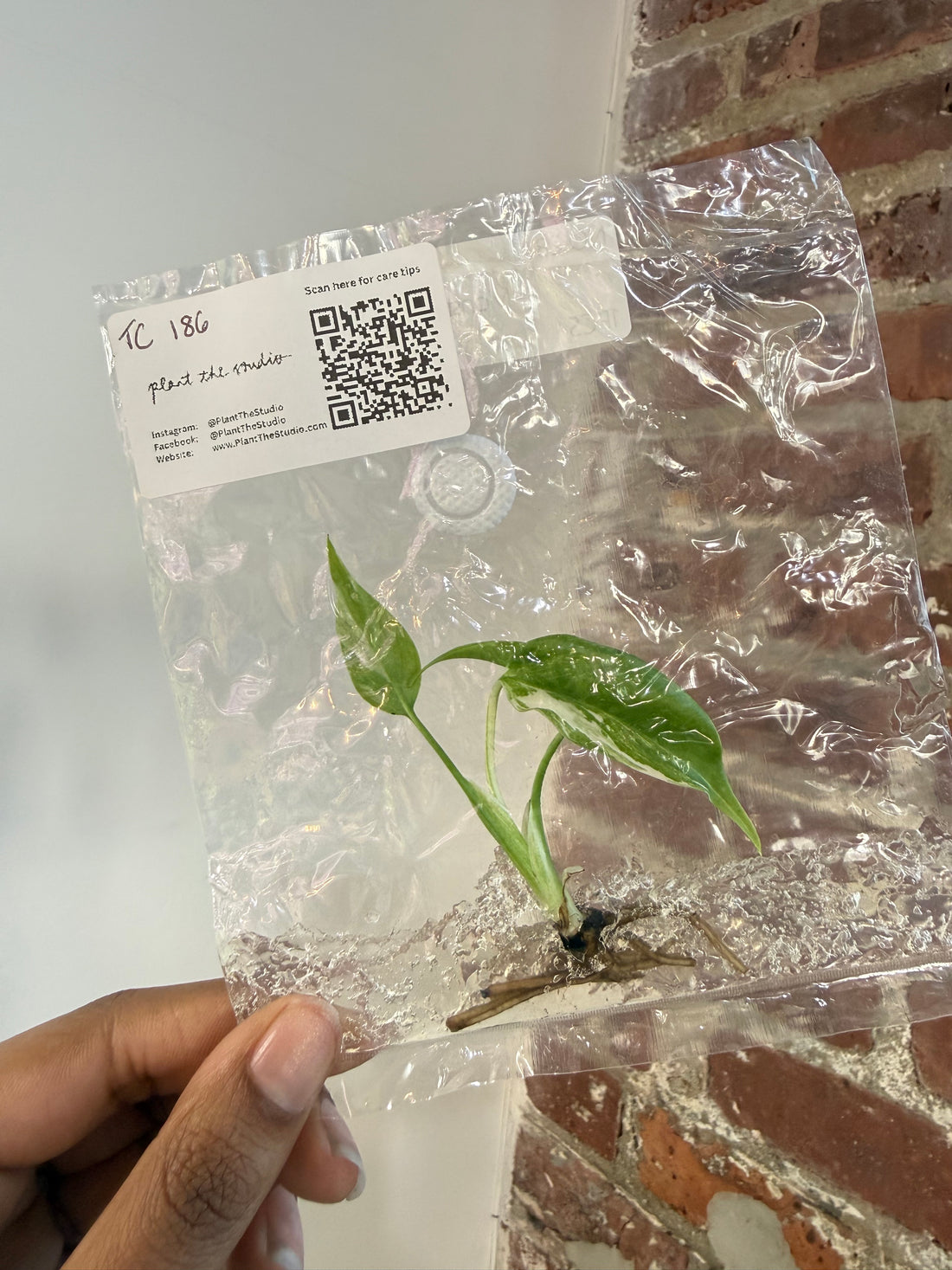 Monstera Albo TCS 186