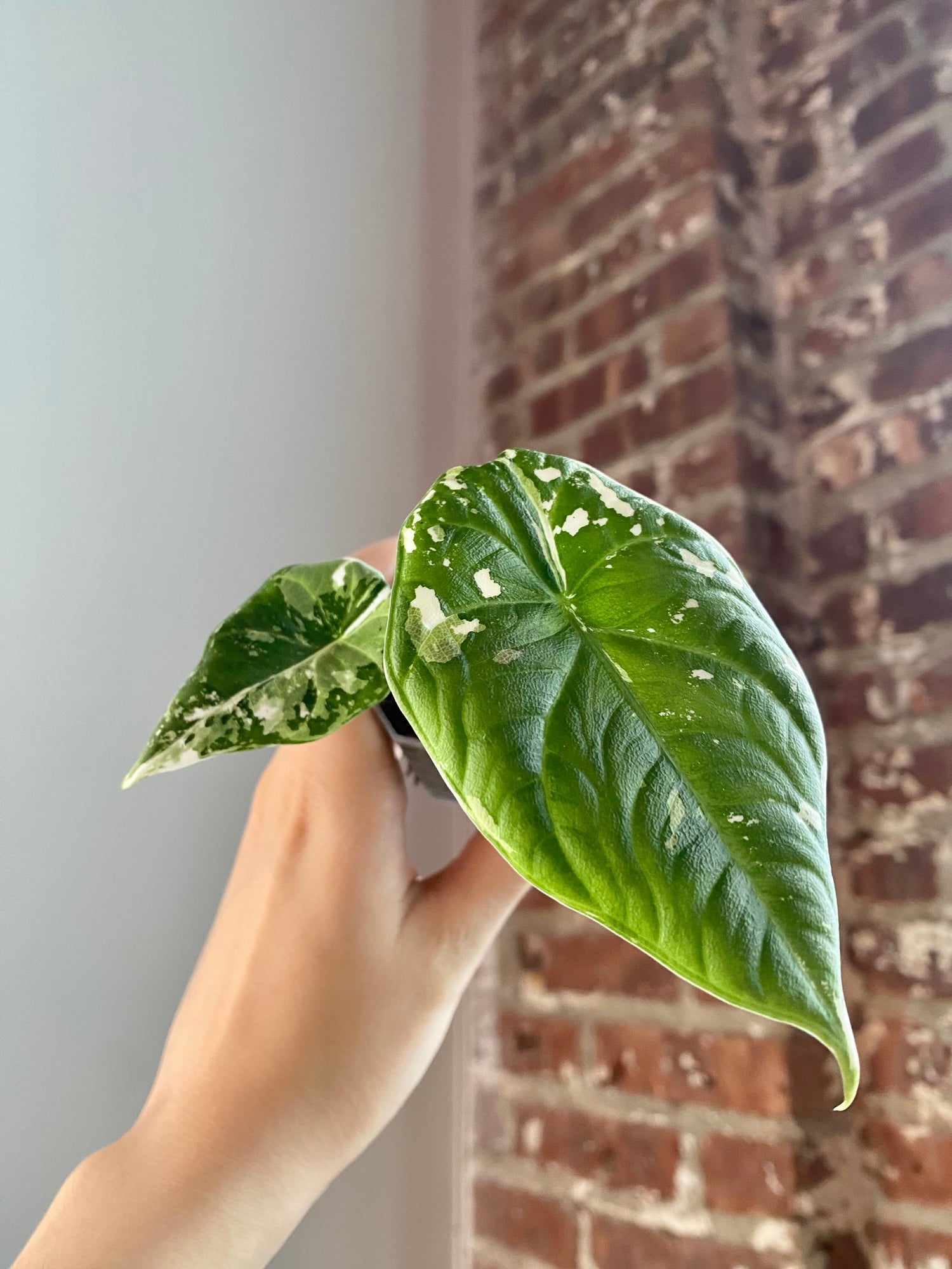 Alocasia Maharani Albo (Potted) 3160