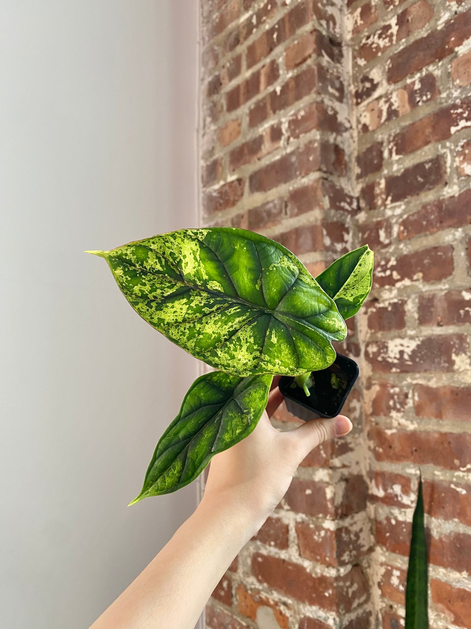 Alocasia Dragonscale Mint (Potted) 3034